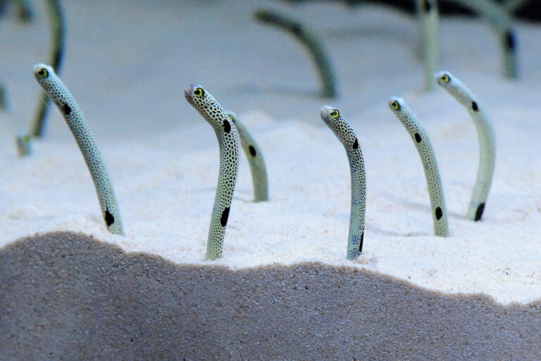 チンアナゴの謎の生態に迫る！【飼育スタッフのこぼれ話】 | Tierzine  