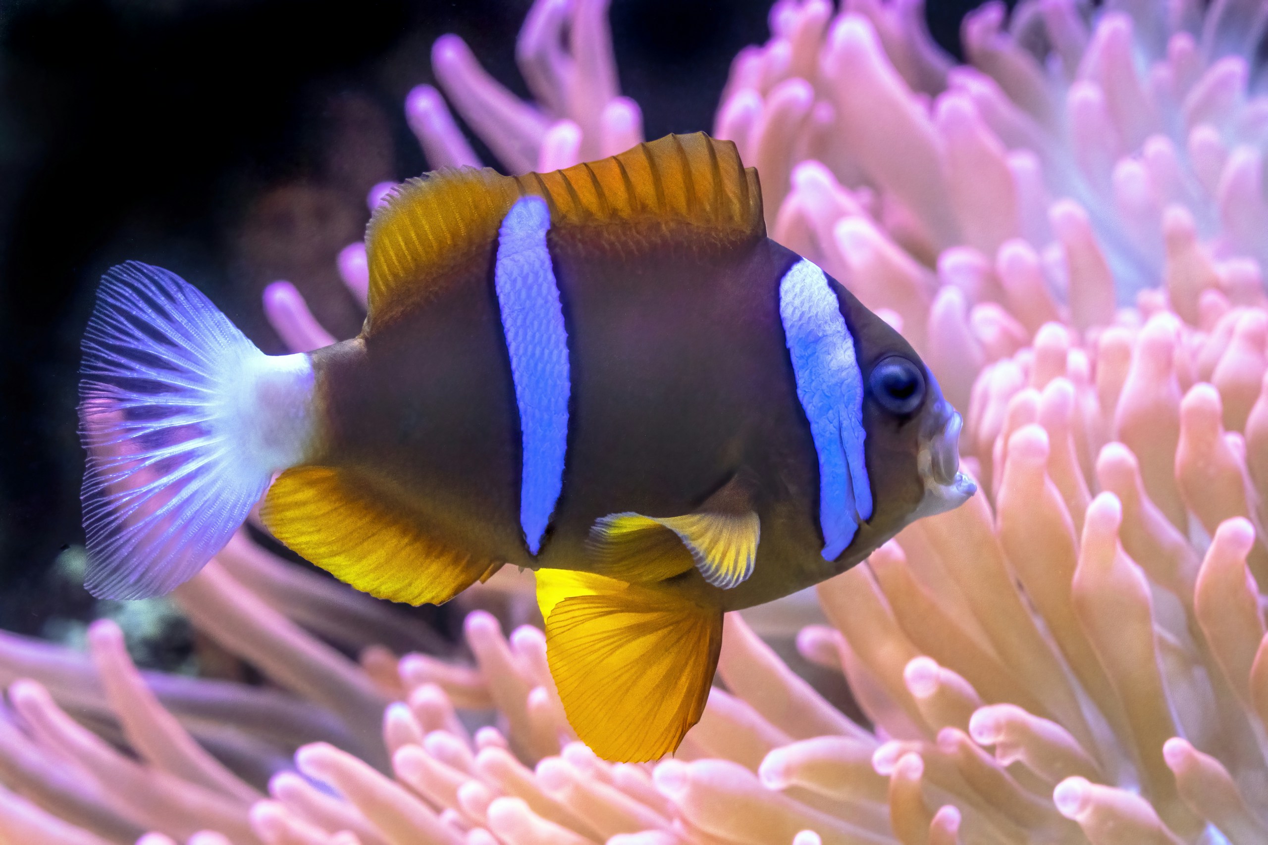 A Barrier Reef Anemonefish with it's mouth open and it's sea anemone behind. Cairns Aquarium, Australia.