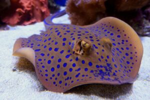 A Blue-spotted Ray going about it's business at the Cairns Aquarium.