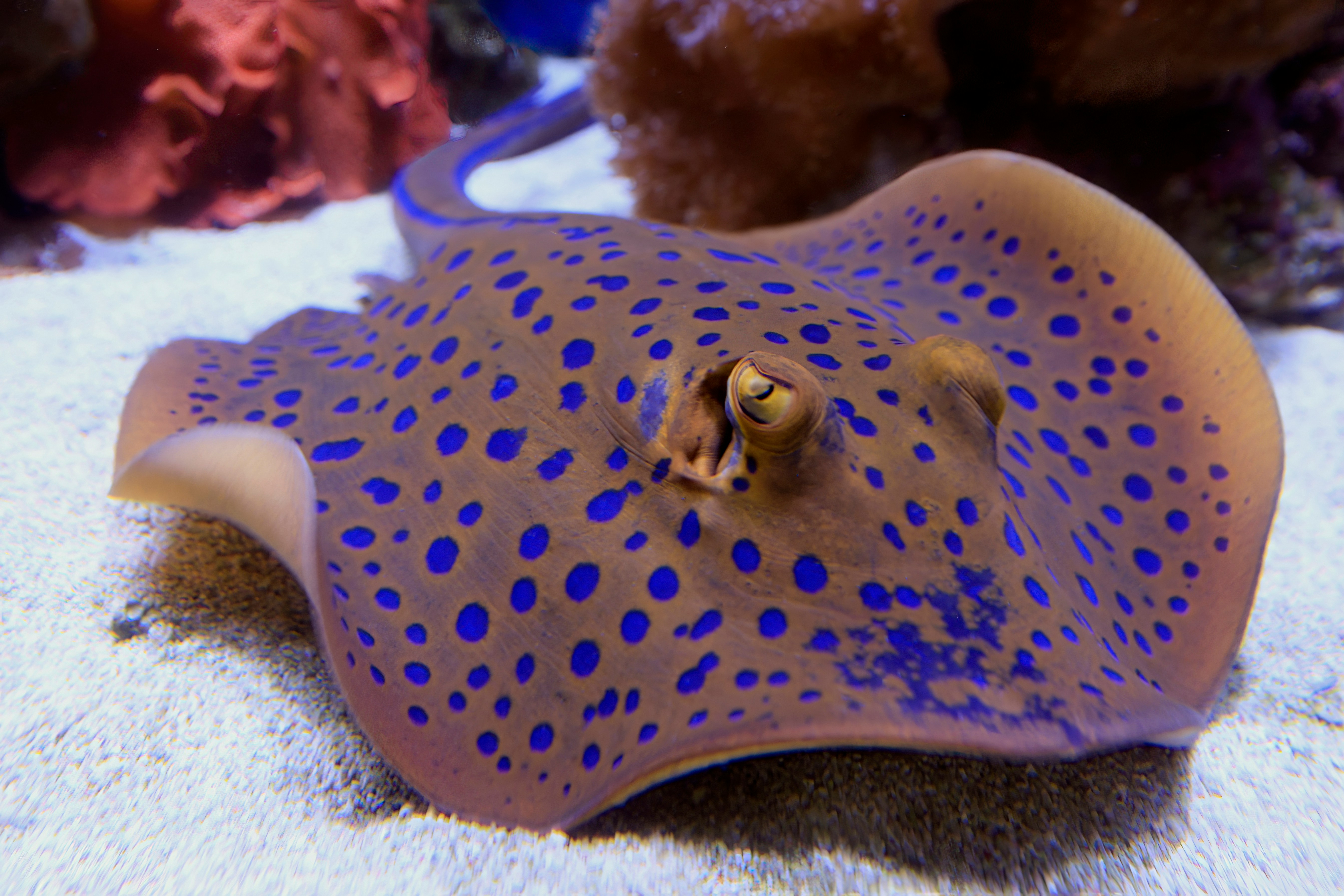 A Blue-spotted Ray going about it's business at the Cairns Aquarium.