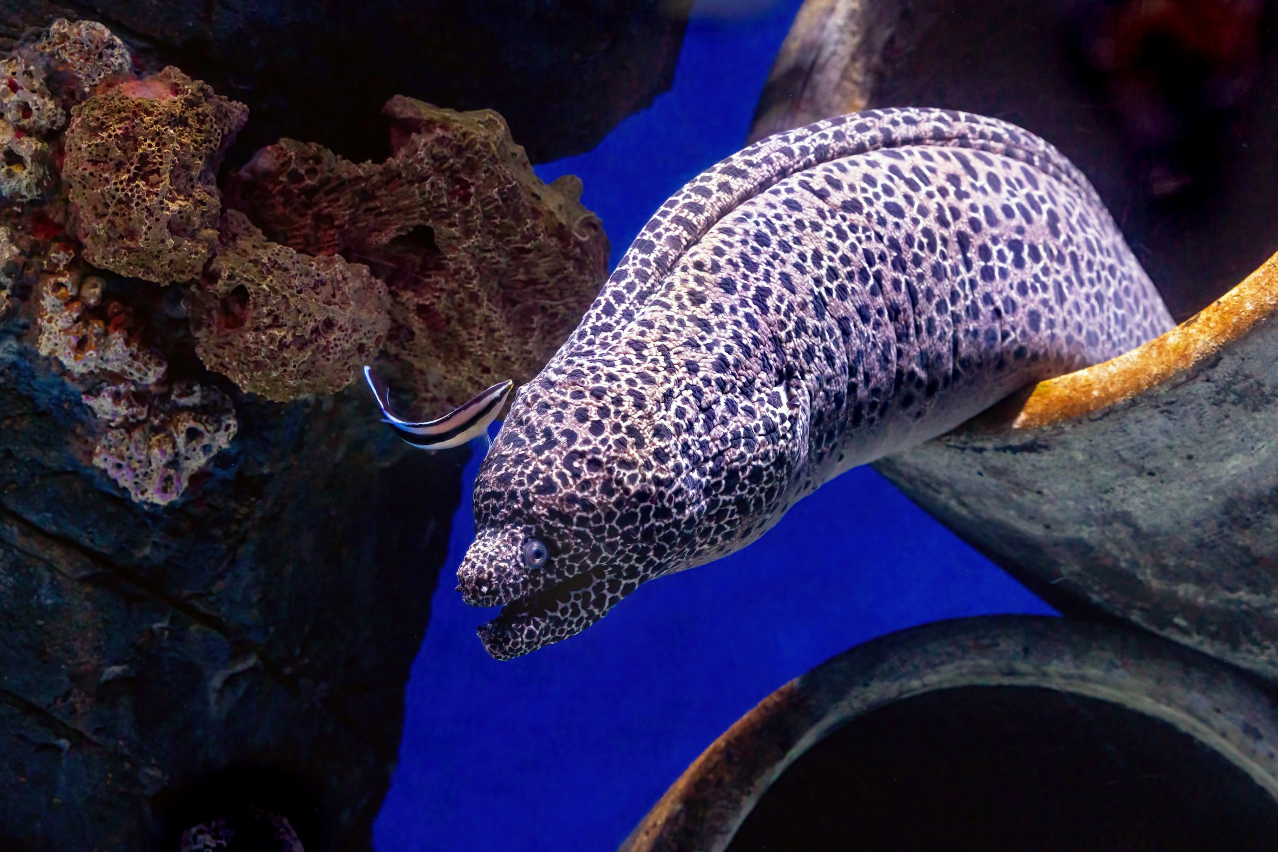 A Cleaner Wrasse attends to a Honeycomb Moray Eel.