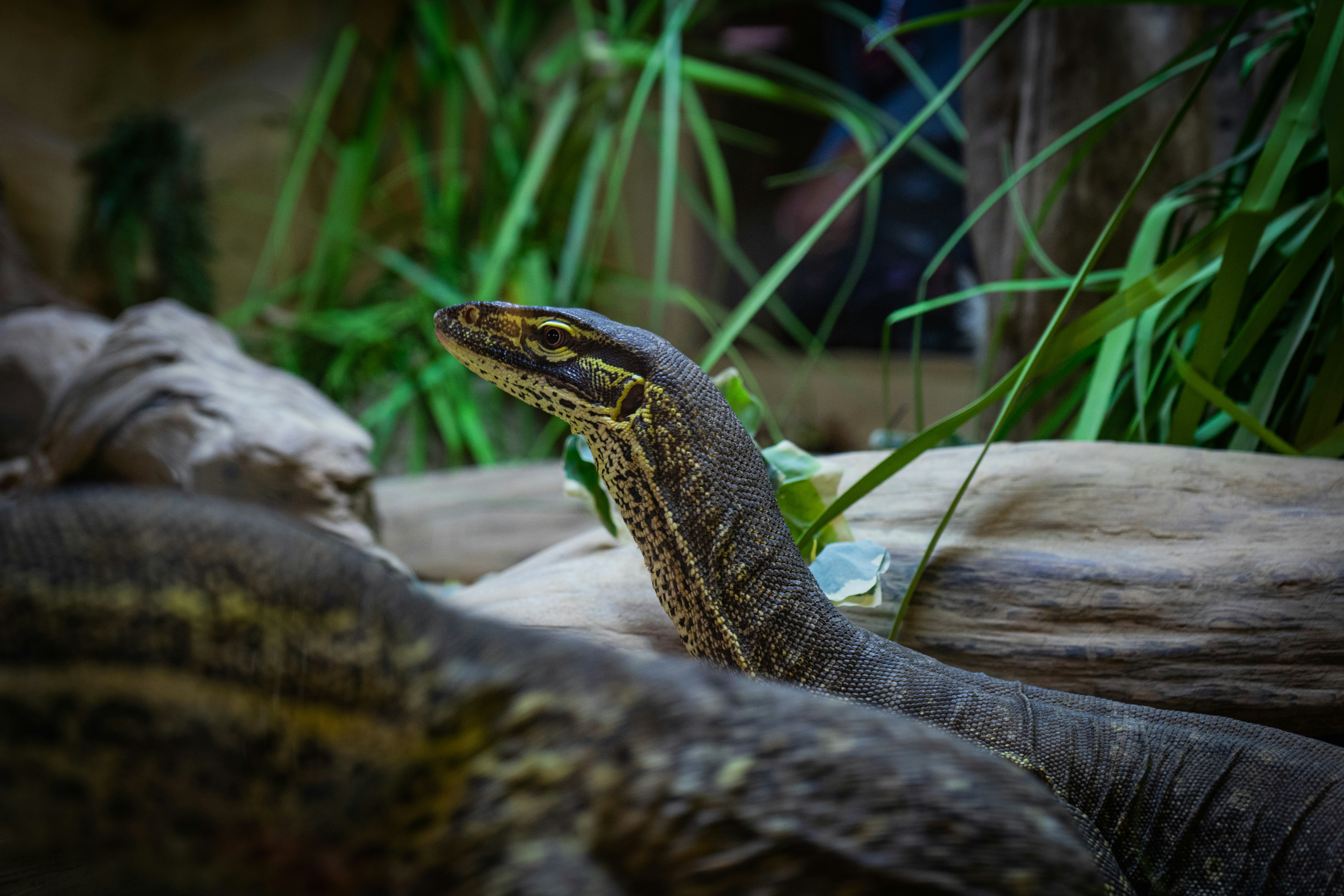 a close up of a lizard on a rock
