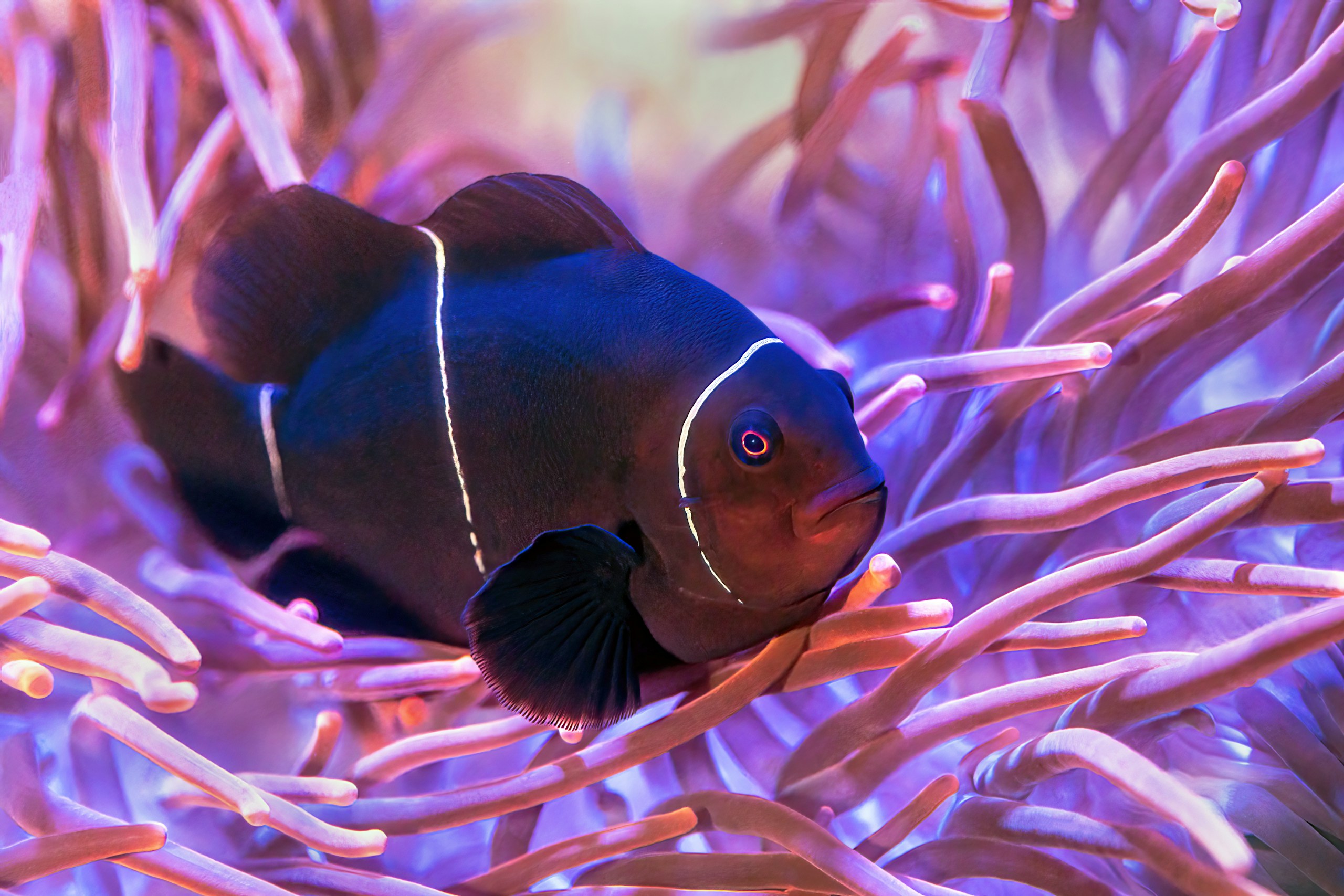 A Clownfish or Anemonefish at the Cairns Aquarium.