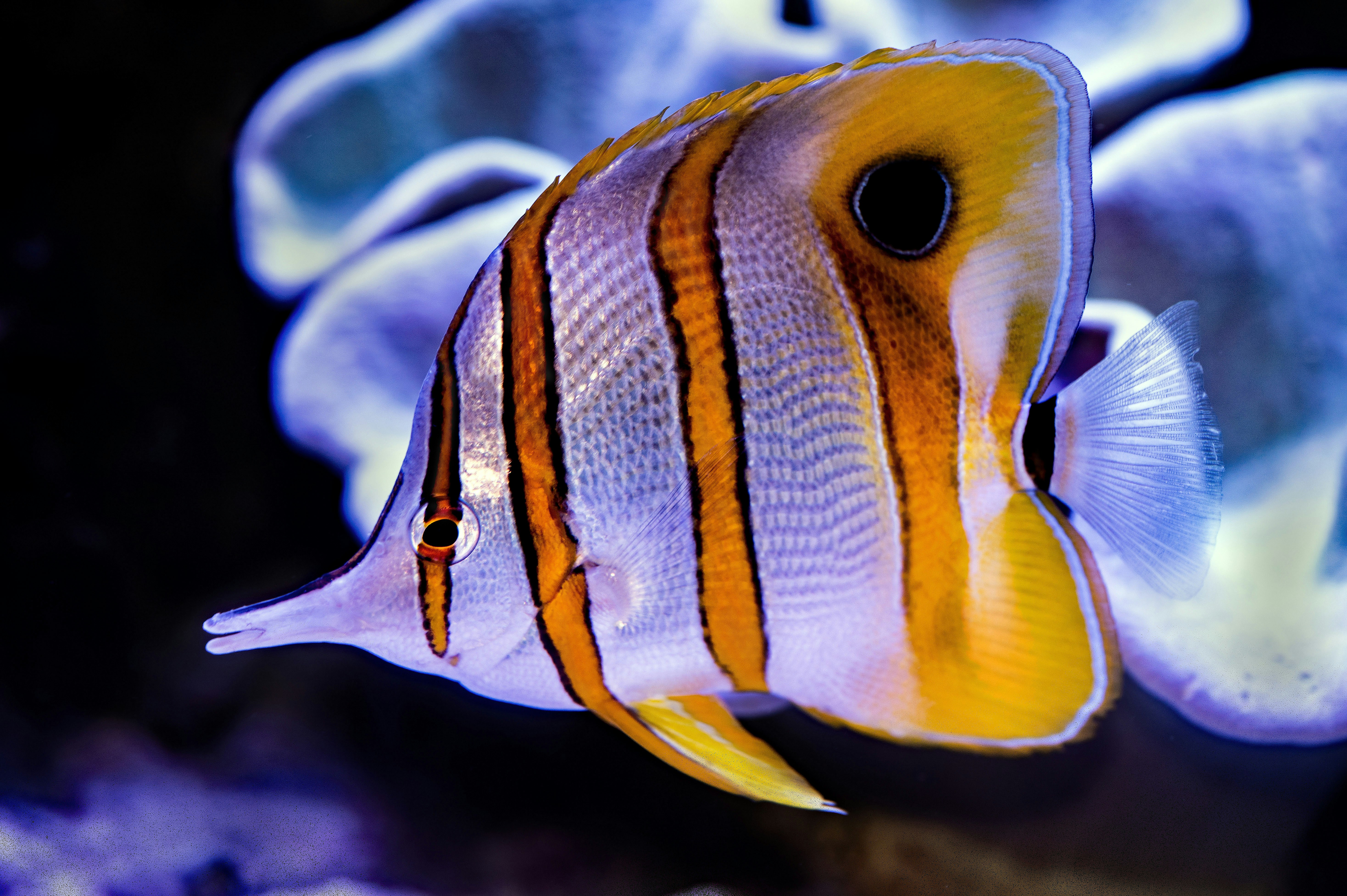 A Copperband Butterflyfish swims past a soft coral at the Cairns Aquarium in Australia. These fish are also called Beaked Coralfish. Chelmon rostratus.