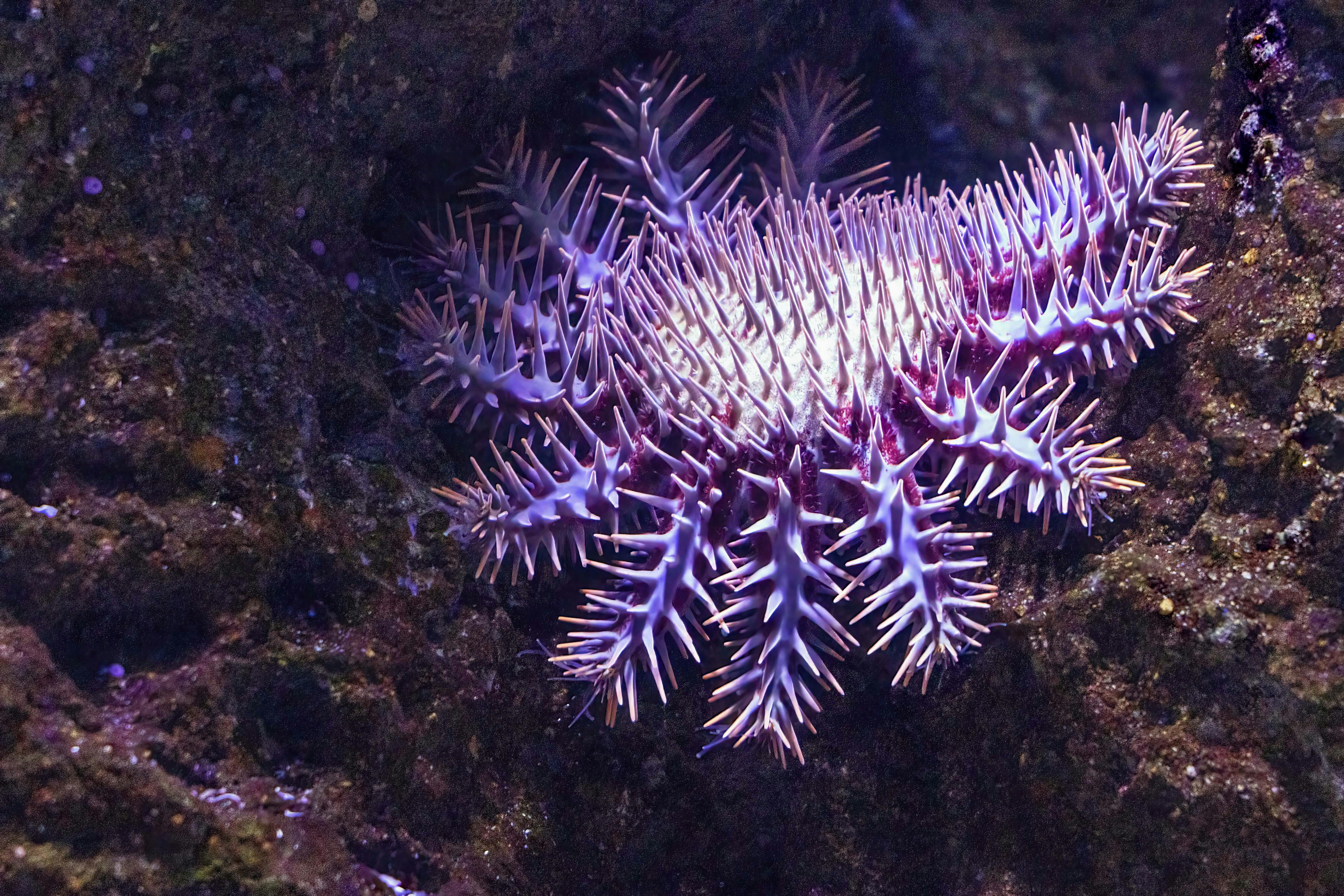 A Crown-of-thorns starfish or sea star at the Cairns Aquarium.