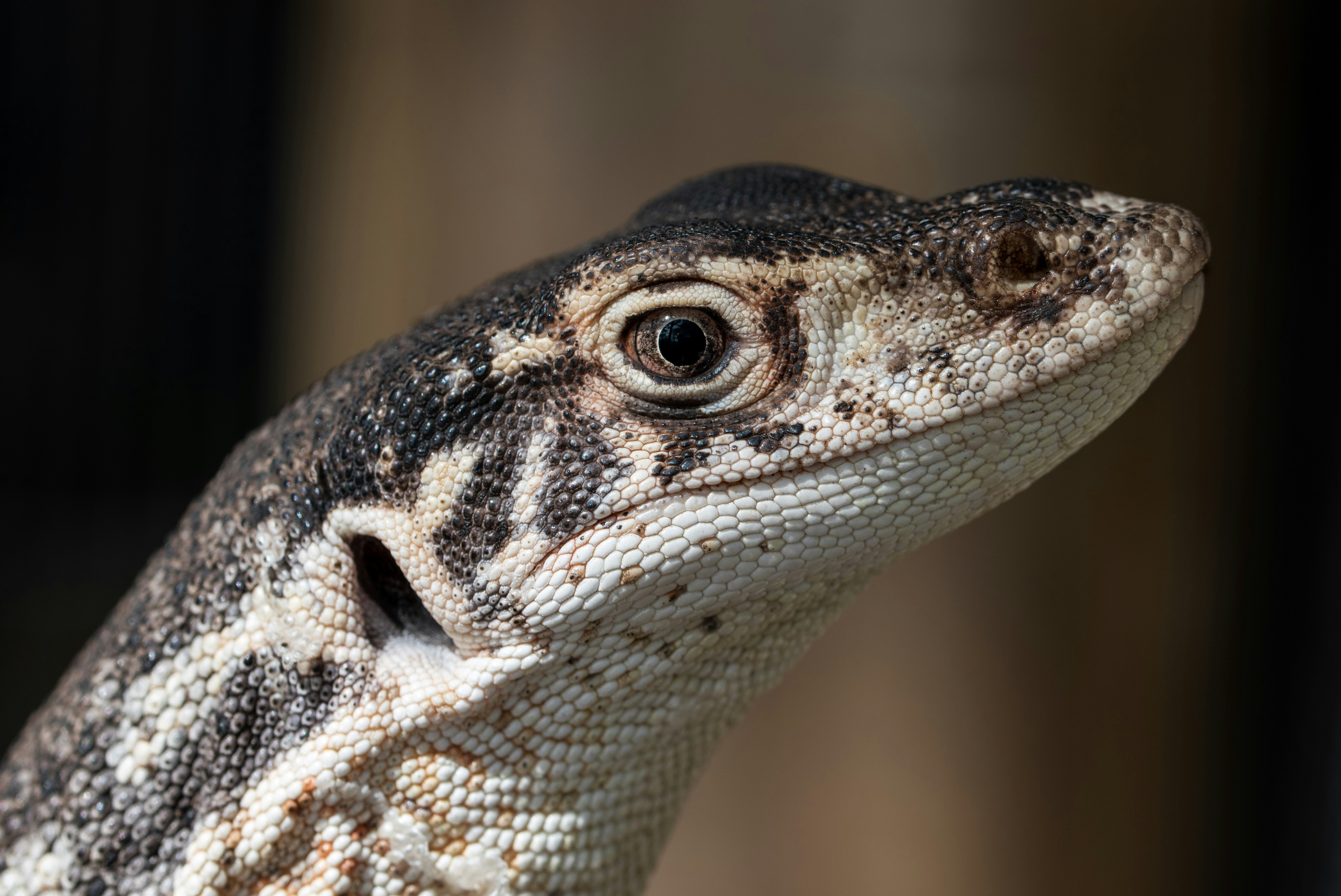 A Gould's Monitor, also called a Sand Monitor. There are many species of monitor lizards in Australia, and this is one of the biggest and fastest. Varanus gouldii.