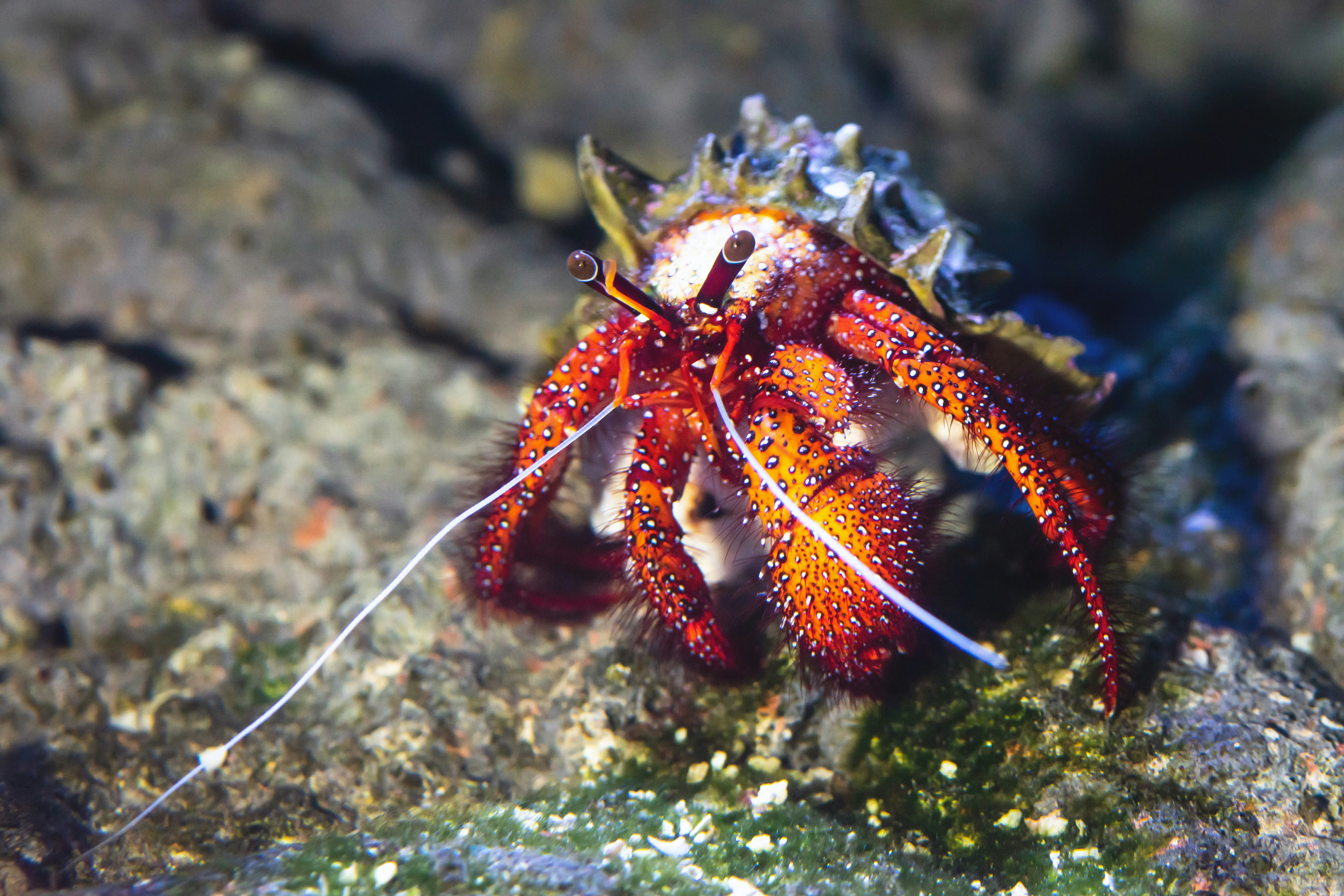 A Hairy Red Hermit Crab going about its business at the Cairns Aquarium. Dardanus lagopodes.