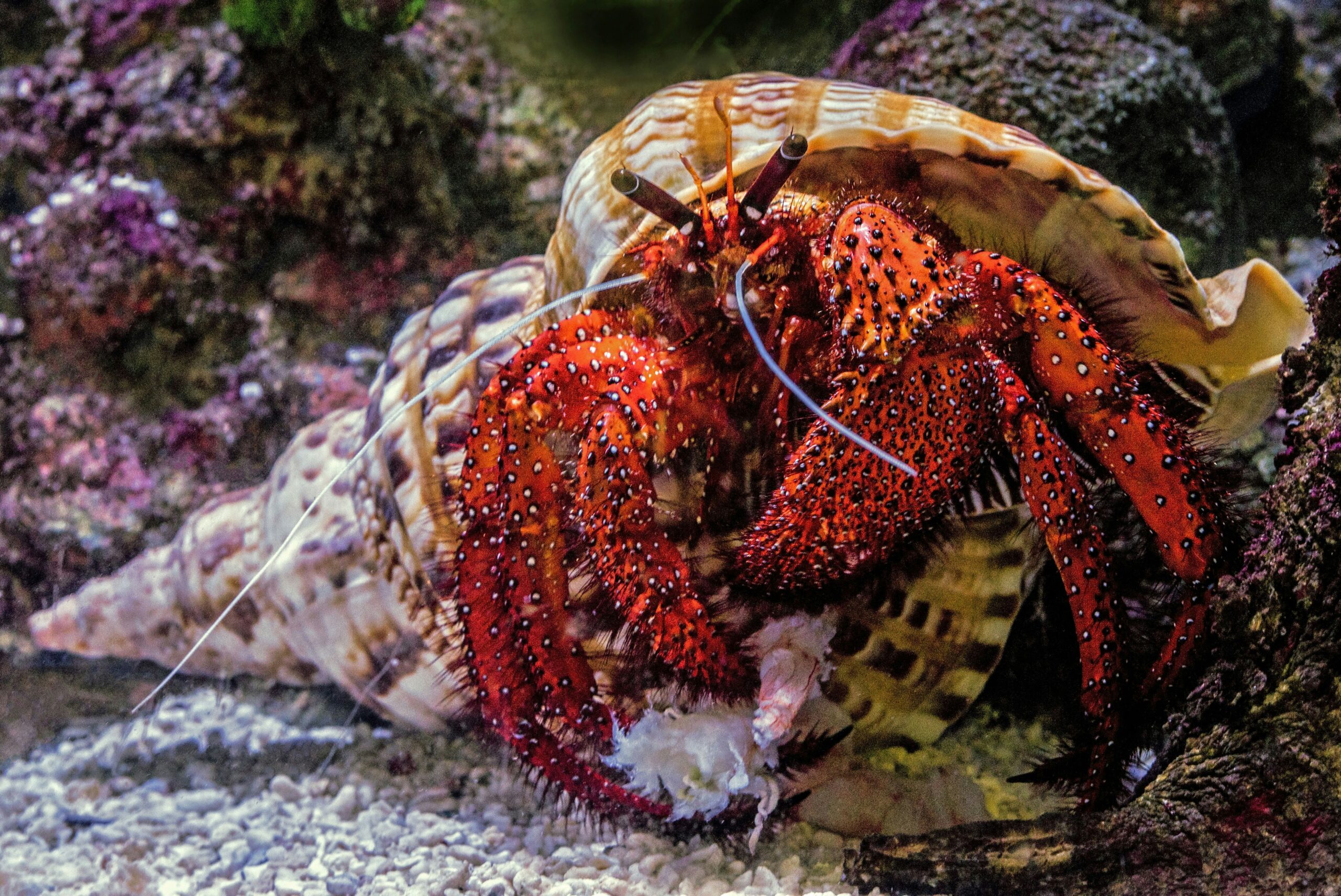 A hairy red hermit crab has found a nice home in the form of an empty giant triton shell. the crab is enjoying eating a prawn (large shrimp).