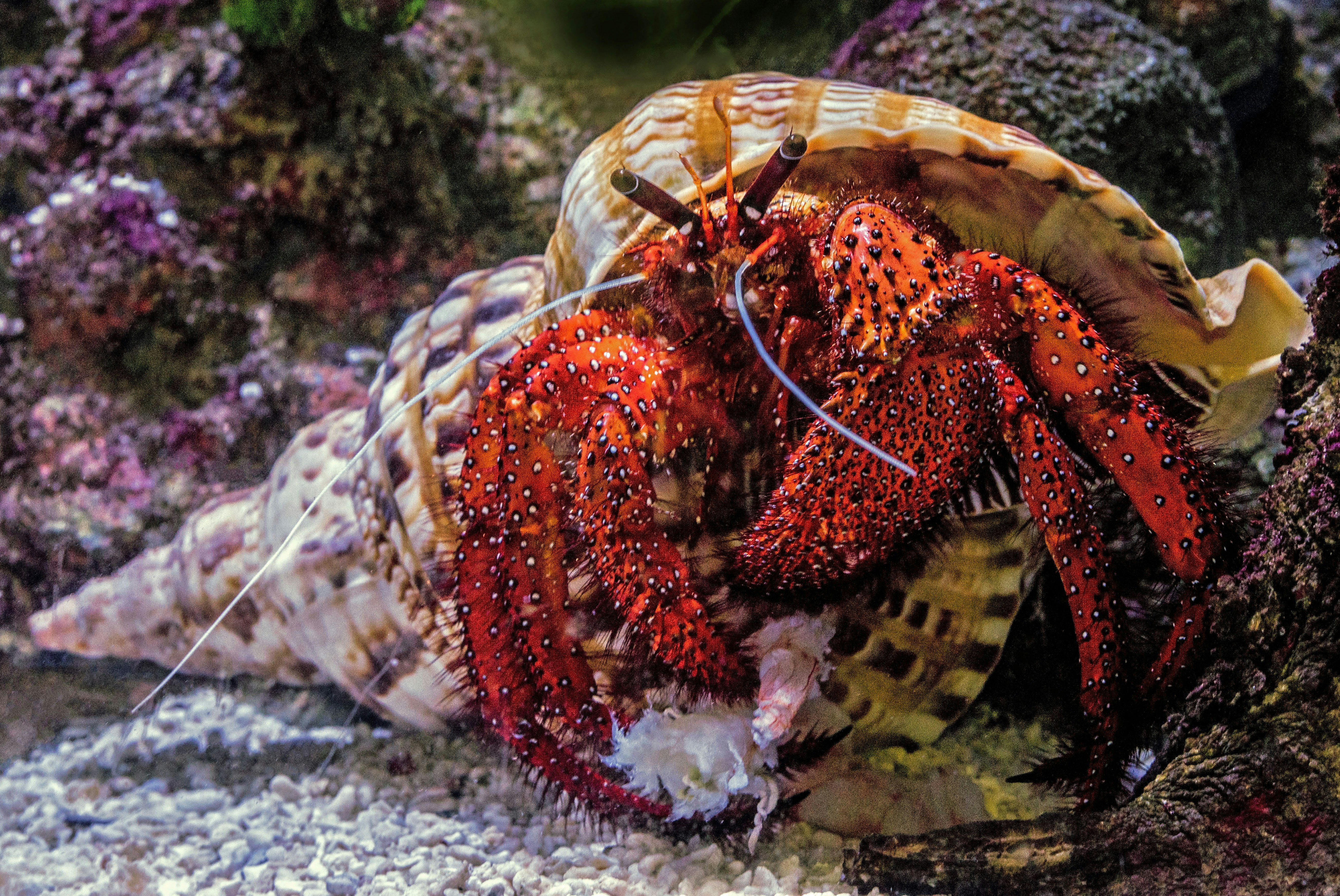 A hairy red hermit crab has found a nice home in the form of an empty giant triton shell. the crab is enjoying eating a prawn (large shrimp).