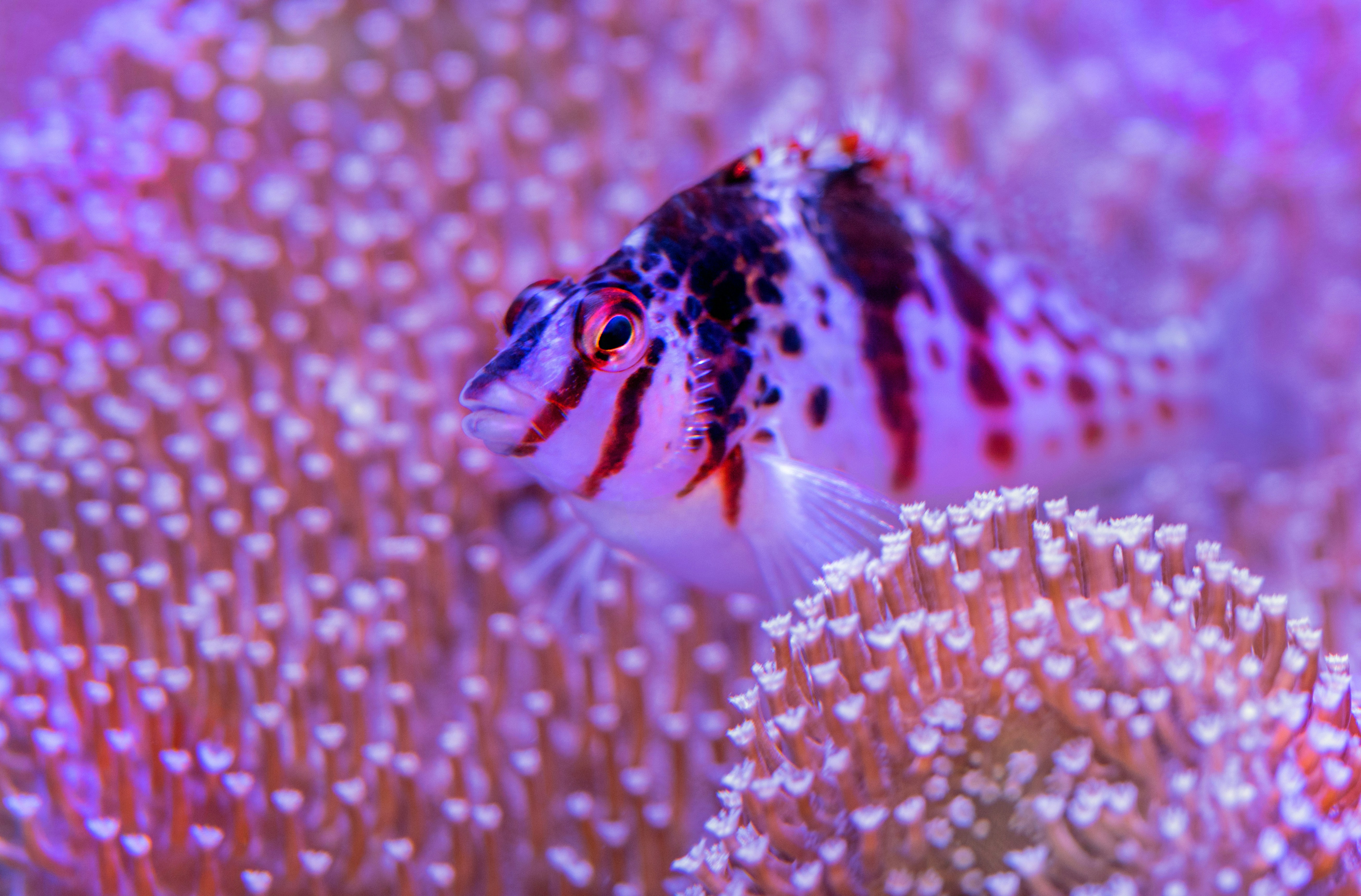 A hawkfish takes a little rest in a soft coral at the Cairns aquarium.