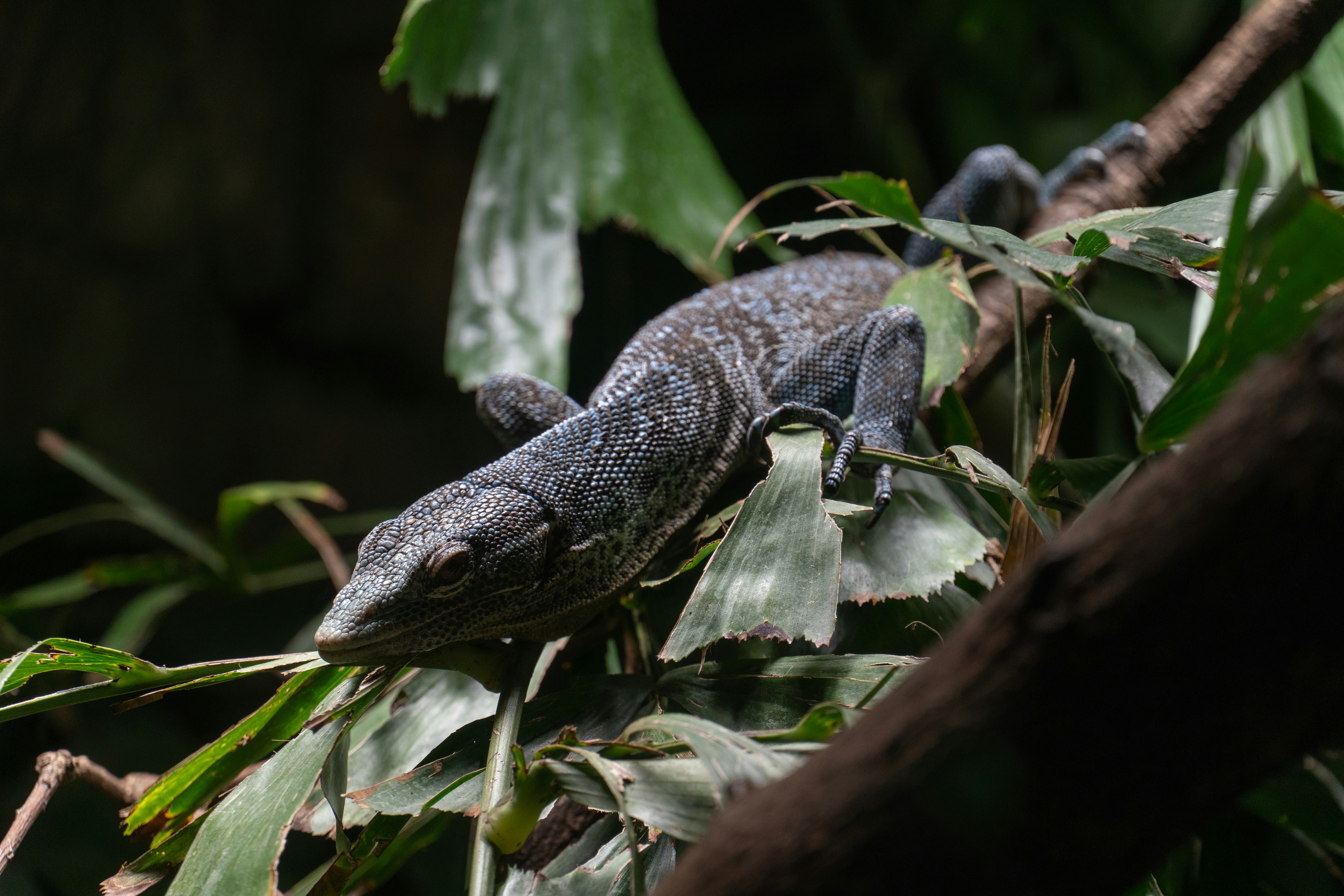 a lizard that is sitting on a tree branch