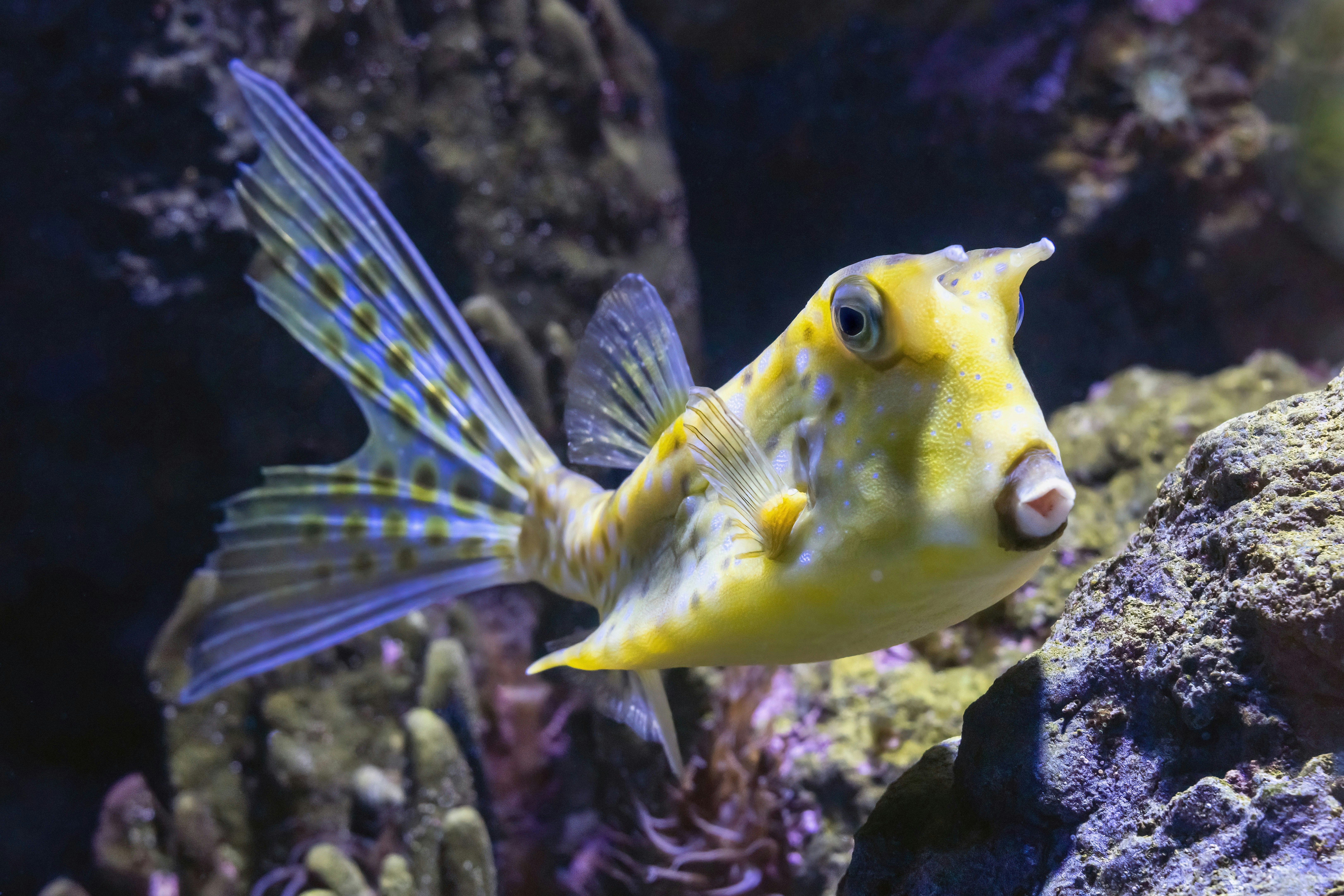 A Longhorn Cowfish at the Cairns Aquarium.