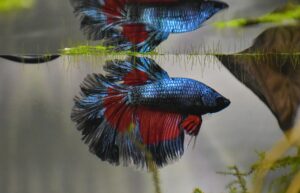 A male betta fish with red and blue colors.