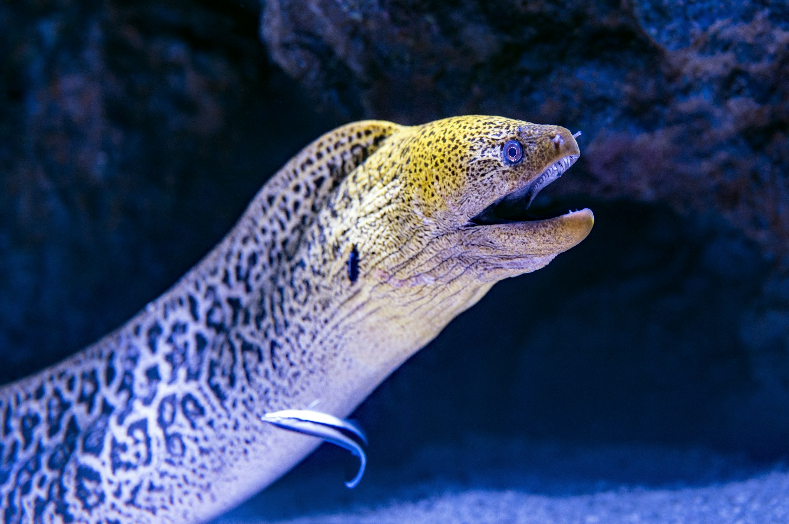 A Moray Eel enjoys the attention of a Cleaner Wrasse.
