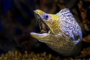 A moray eel shows off its teeth at the Cairns aquarium.