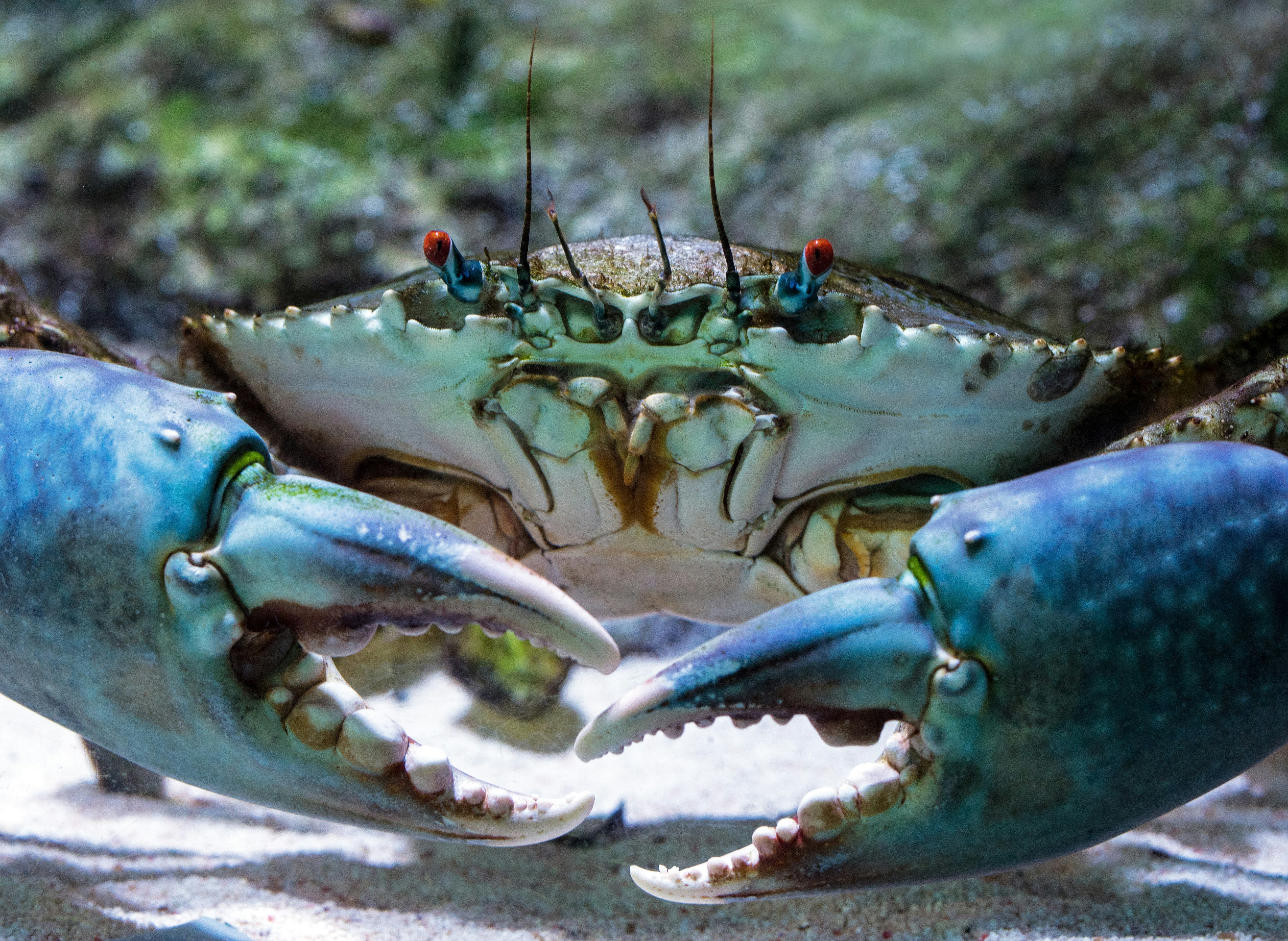 A Mud Crab shows off its impressive claws at the Cairns aquarium, Australia.