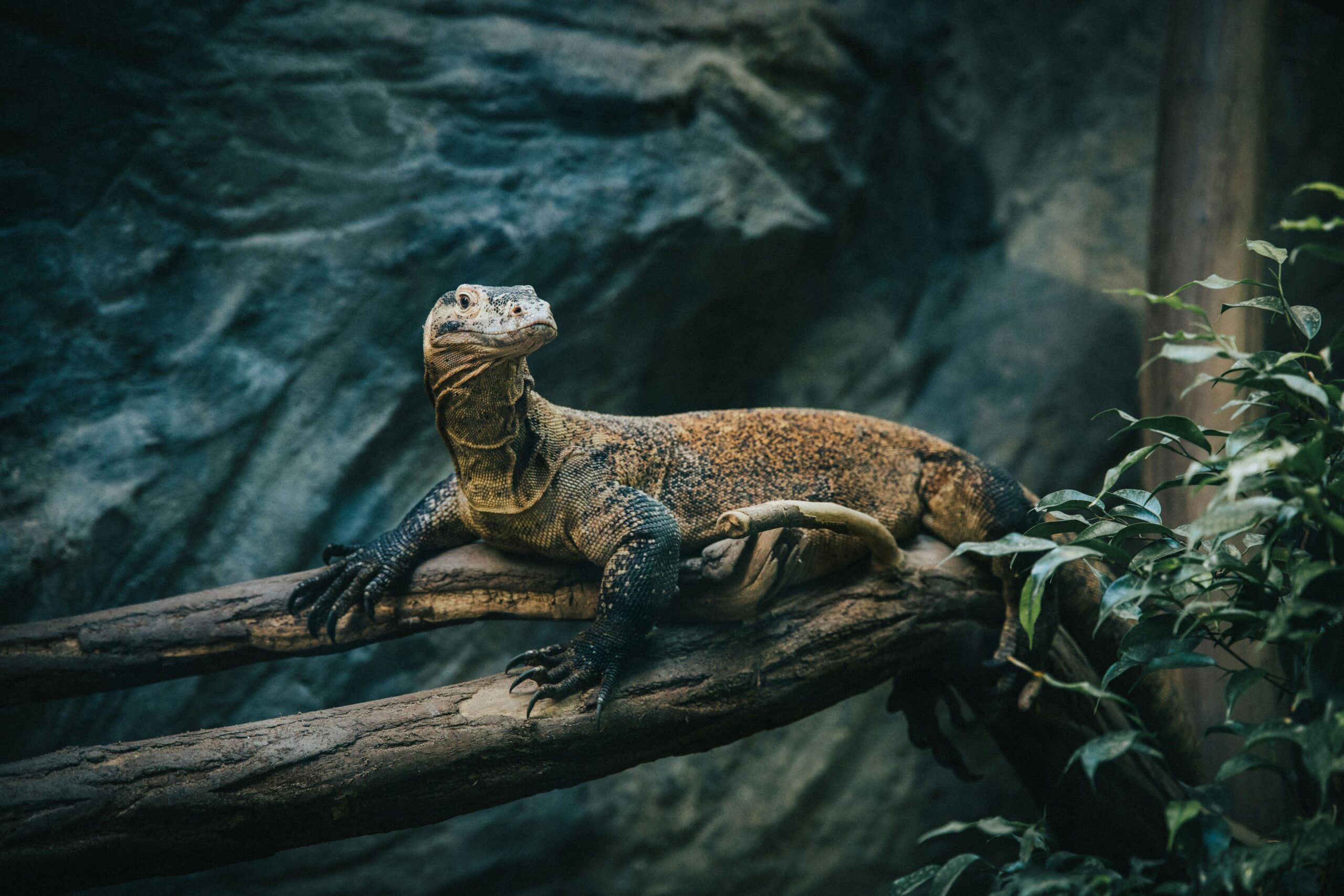 a photogenic lizard