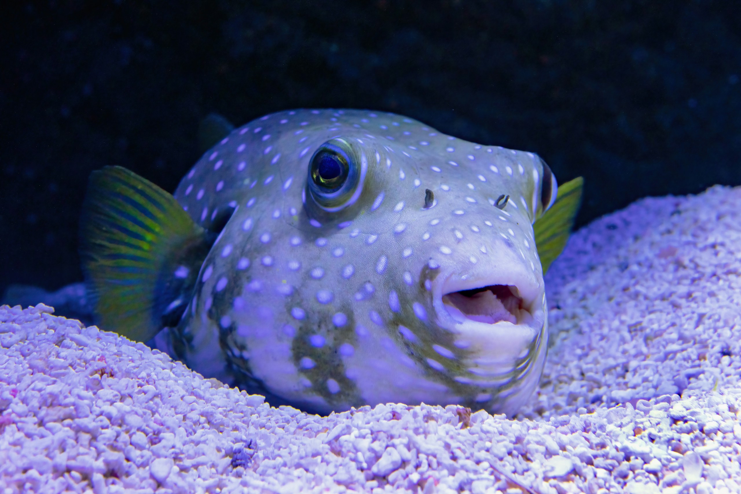 A Pufferfish resting on the bottom. Cairns Aquarium.