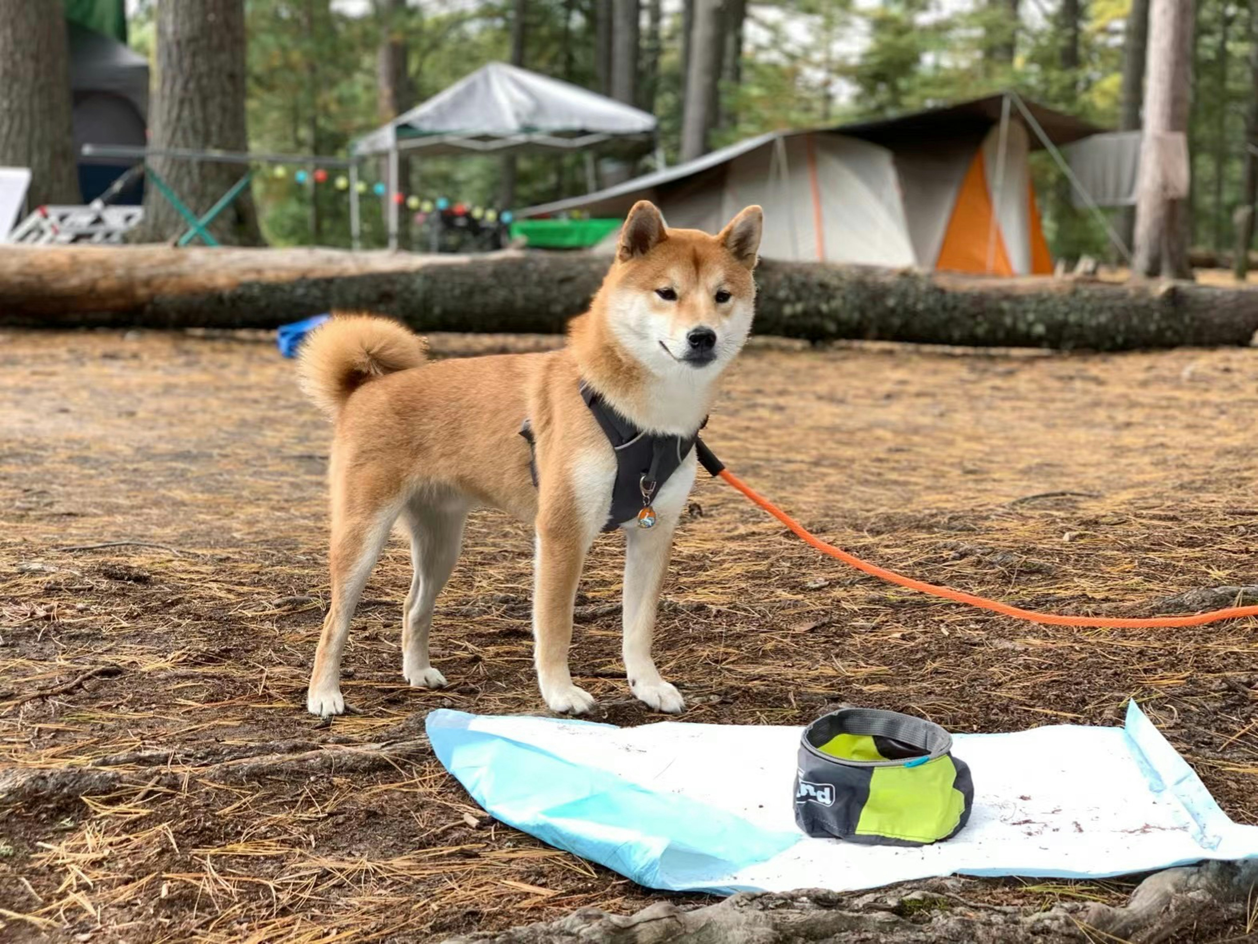 A Shiba Inu dog standing in front of a camping site