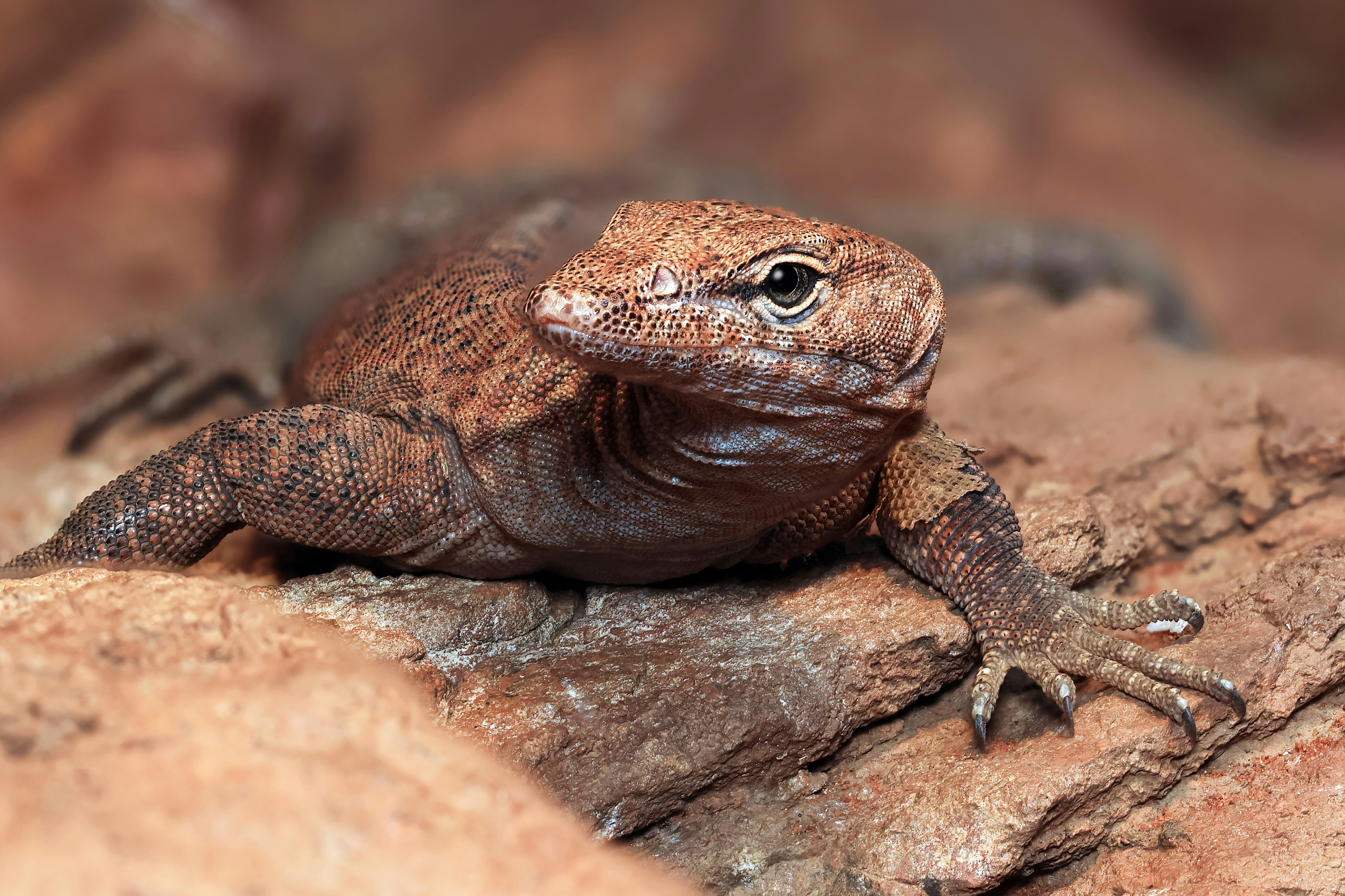 A Southern Pilbara Rock Monitor at Hartleys Crocodile Adventures, near Cairns, in Australia.