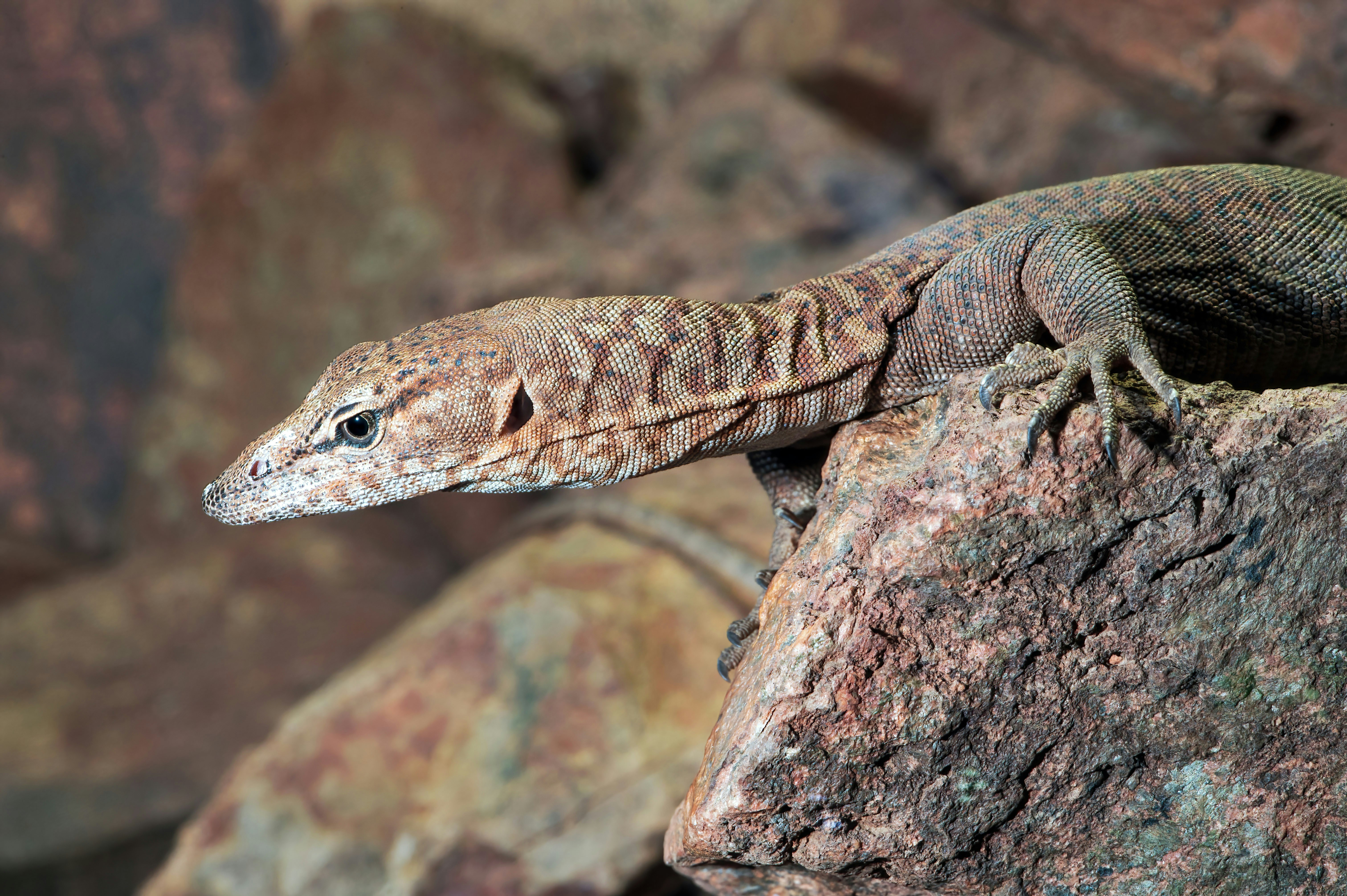 A Southern Pilbara Rock Monitor. This photo was taken at Hartleys Crocodile Adventures, where they take great care to replicate the habitat for all the animals.