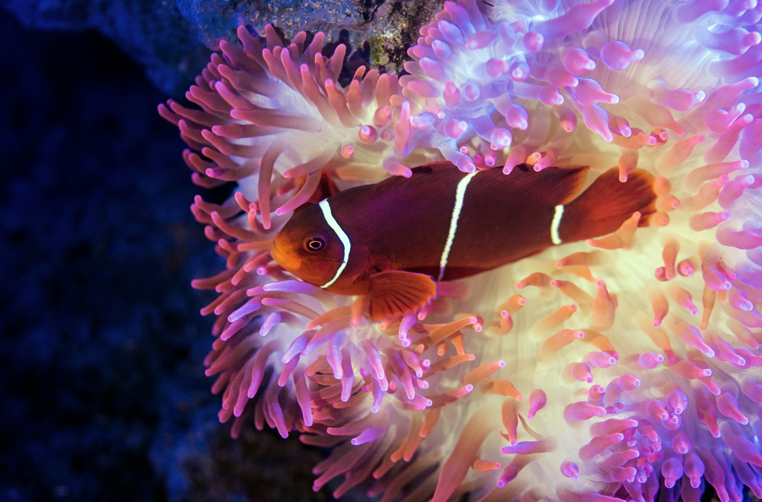 A spine-cheek anemonefish in a colourful anemone. A cousin of the clown anemonefish, the species in the film Nemo.
