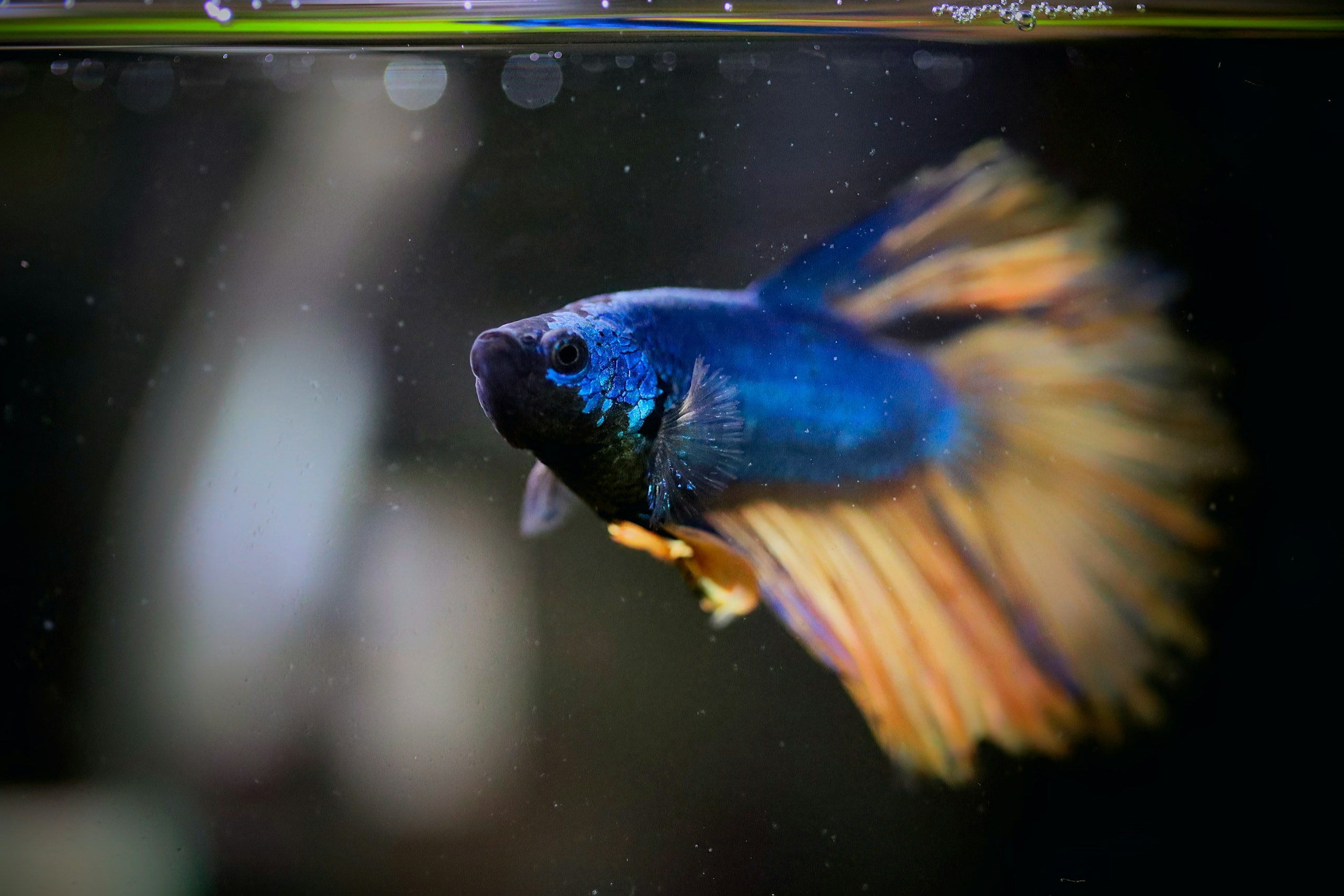 A stunning close-up of a vibrant Betta fish, also known as a Siamese fighting fish, swimming gracefully. The fish features rich shades of deep blue on its body, complemented by flowing fins that display hues of orange and yellow.
