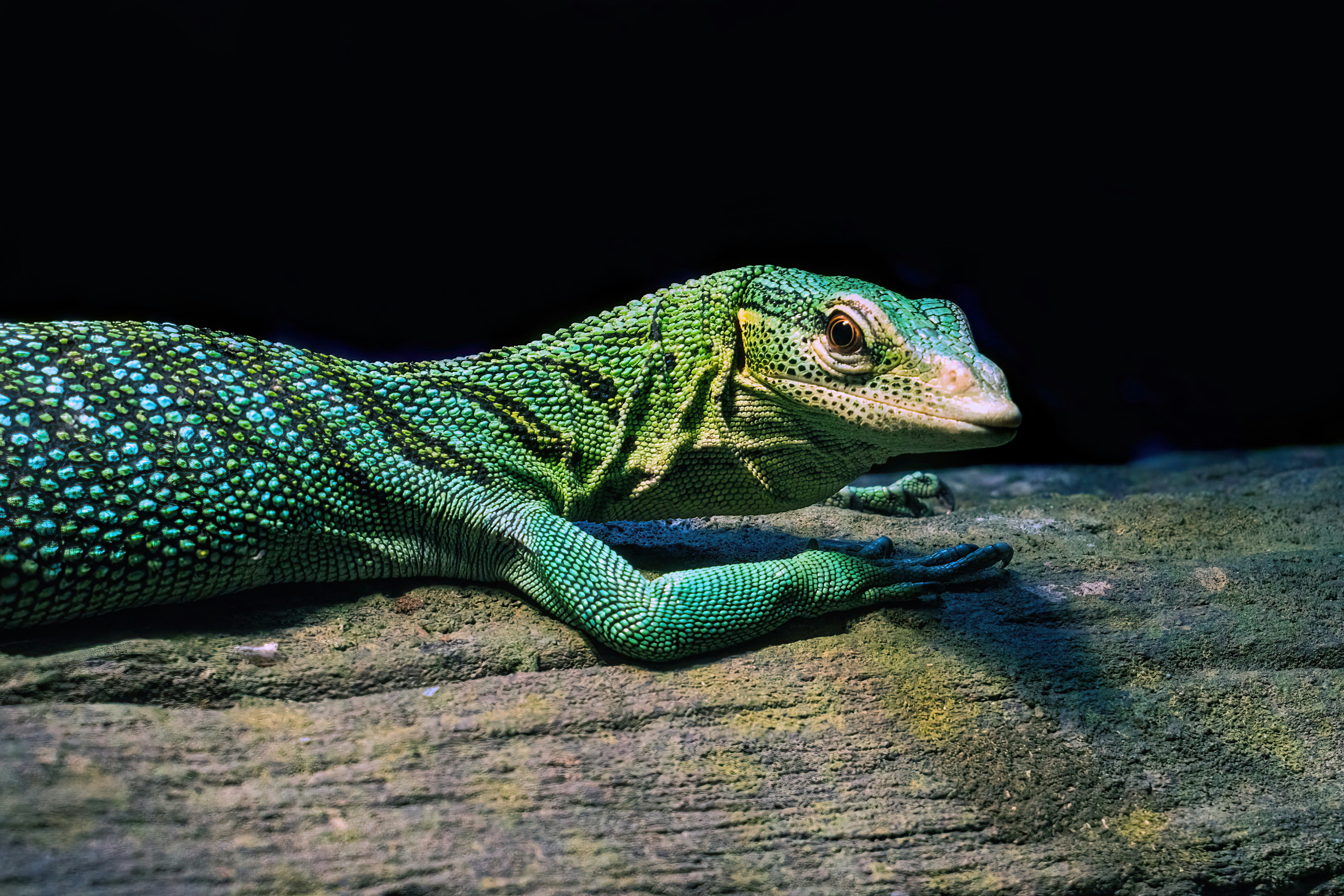 An Emerald Tree Monitor warming up at the Cairns Aquarium. Varanus viridis.
