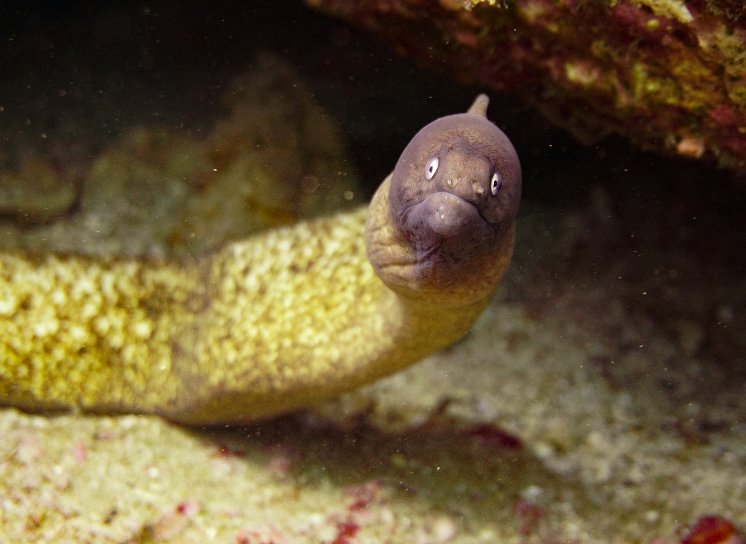 Beautiful white-eyed moray eel in the reefs of Koh Tao was happy to pose for the camera.