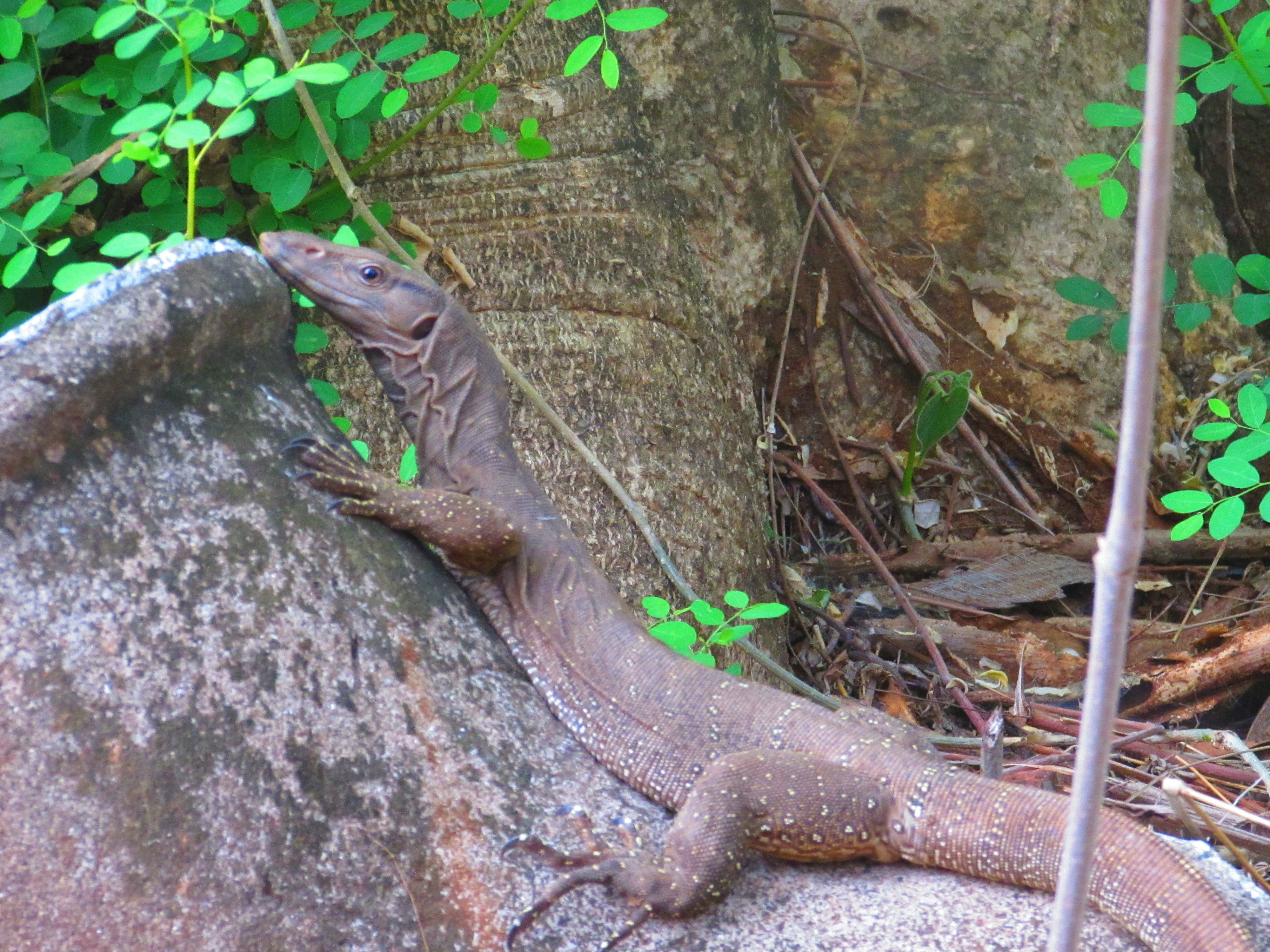 Bengal monitor lizard / Indian monitor lizard slithering on the rock.