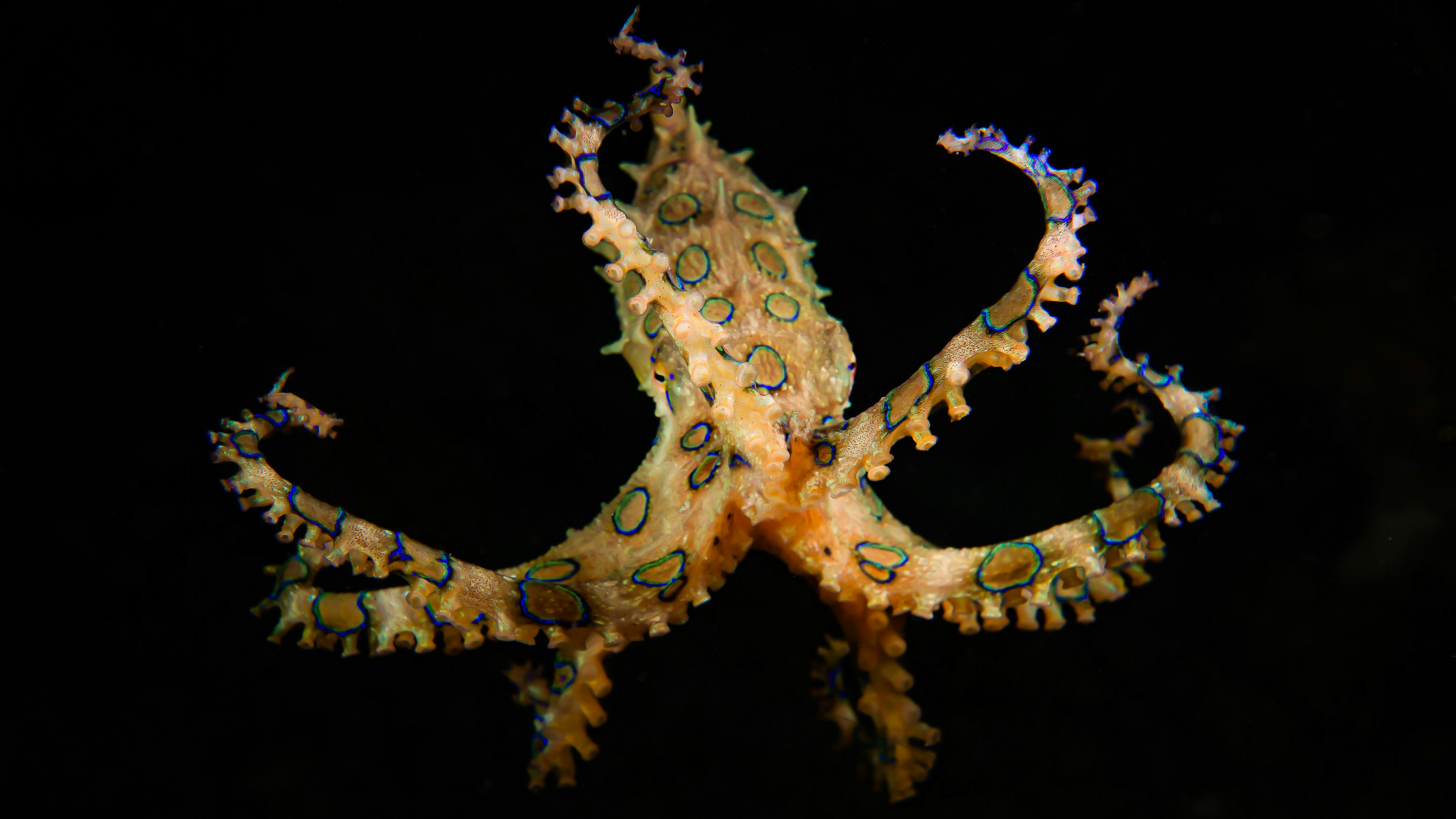Blue-Ringed Octopus (Hapalochlaena sp.)
The blue-ringed octopus flashes its 50-60 rings within a third of a second as a warning display to predators. Being one of the world's most venomous marine animals, its poison causes total body paralysis - also to humans.