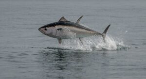 Bluefin Tuna breaching in Torbay, Devon on Monday 9 October 2023