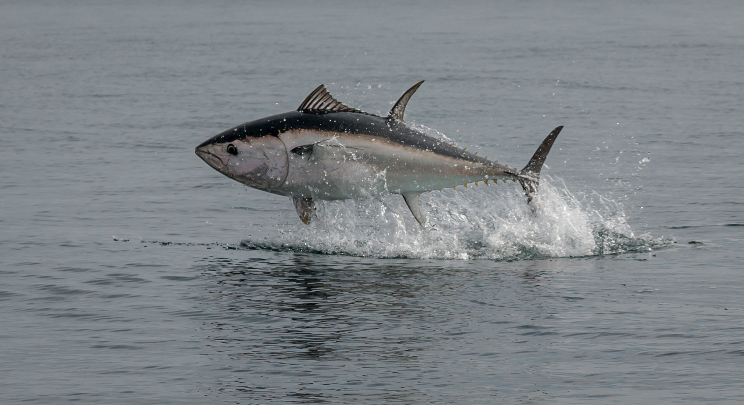 Bluefin Tuna breaching in Torbay, Devon on Monday 9 October 2023