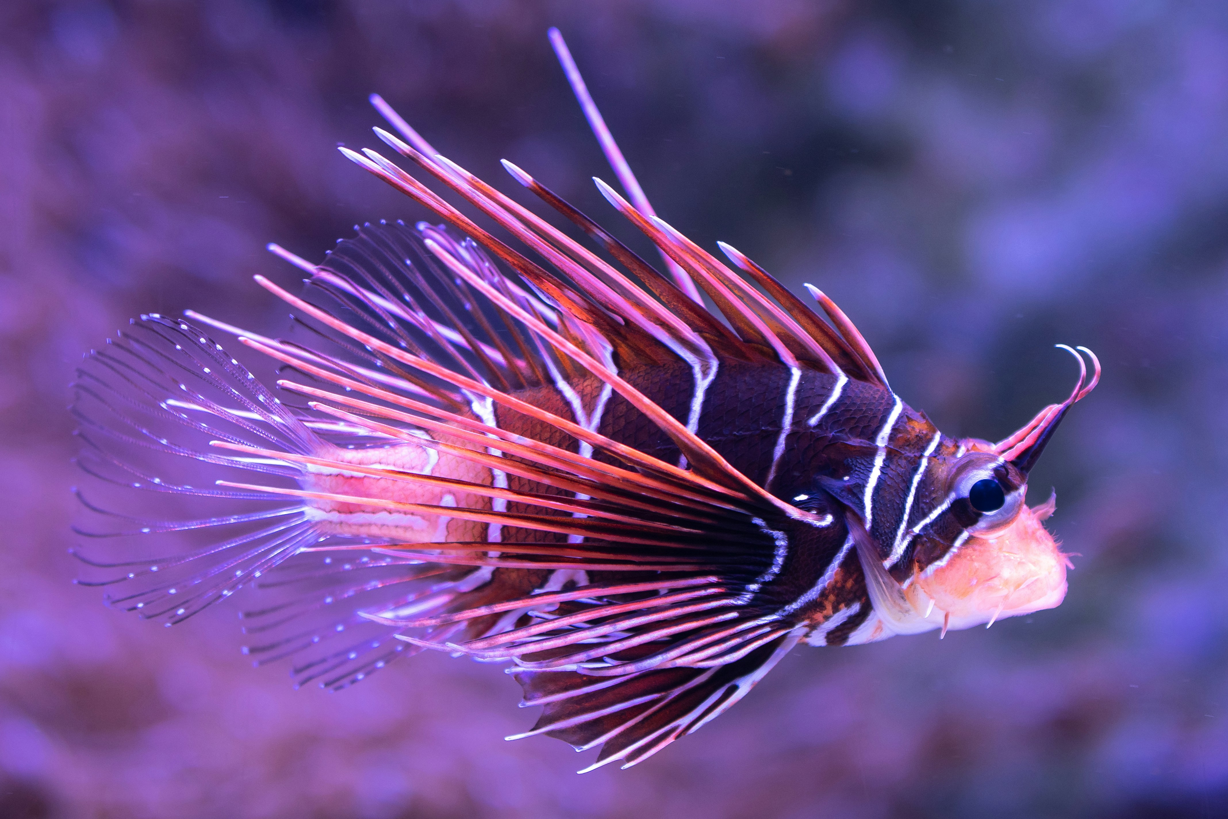 clearfin lionfish