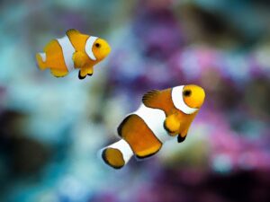 Clown Fish