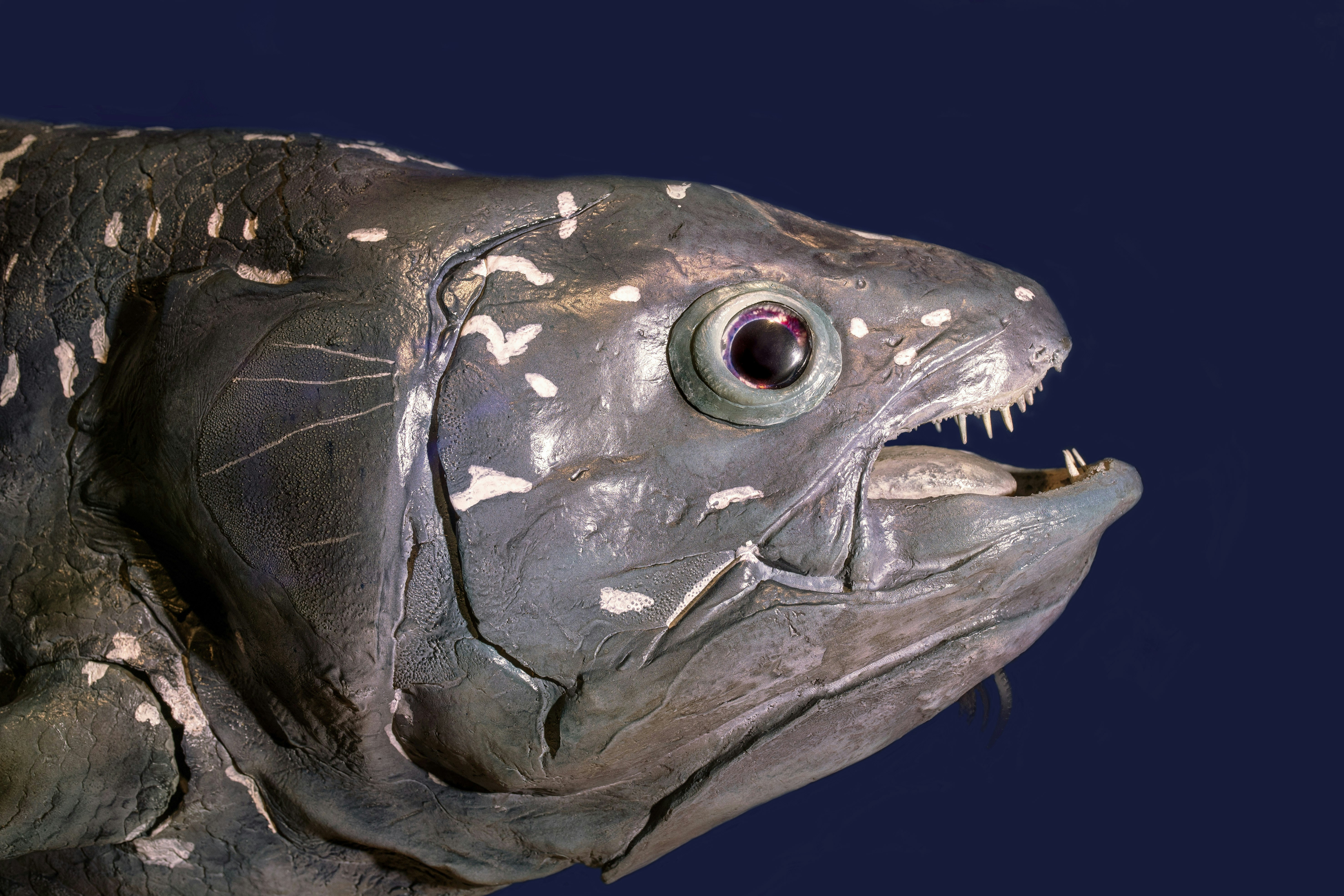 Coelacanth model at the Cairns Aquarium. There are two species of this huge fish, one found off the East coast of Africa, and another in Indonesia. They can use their fins to walk along the bottom, may live to a hundred years old, and have a gestation period of around three years or more.