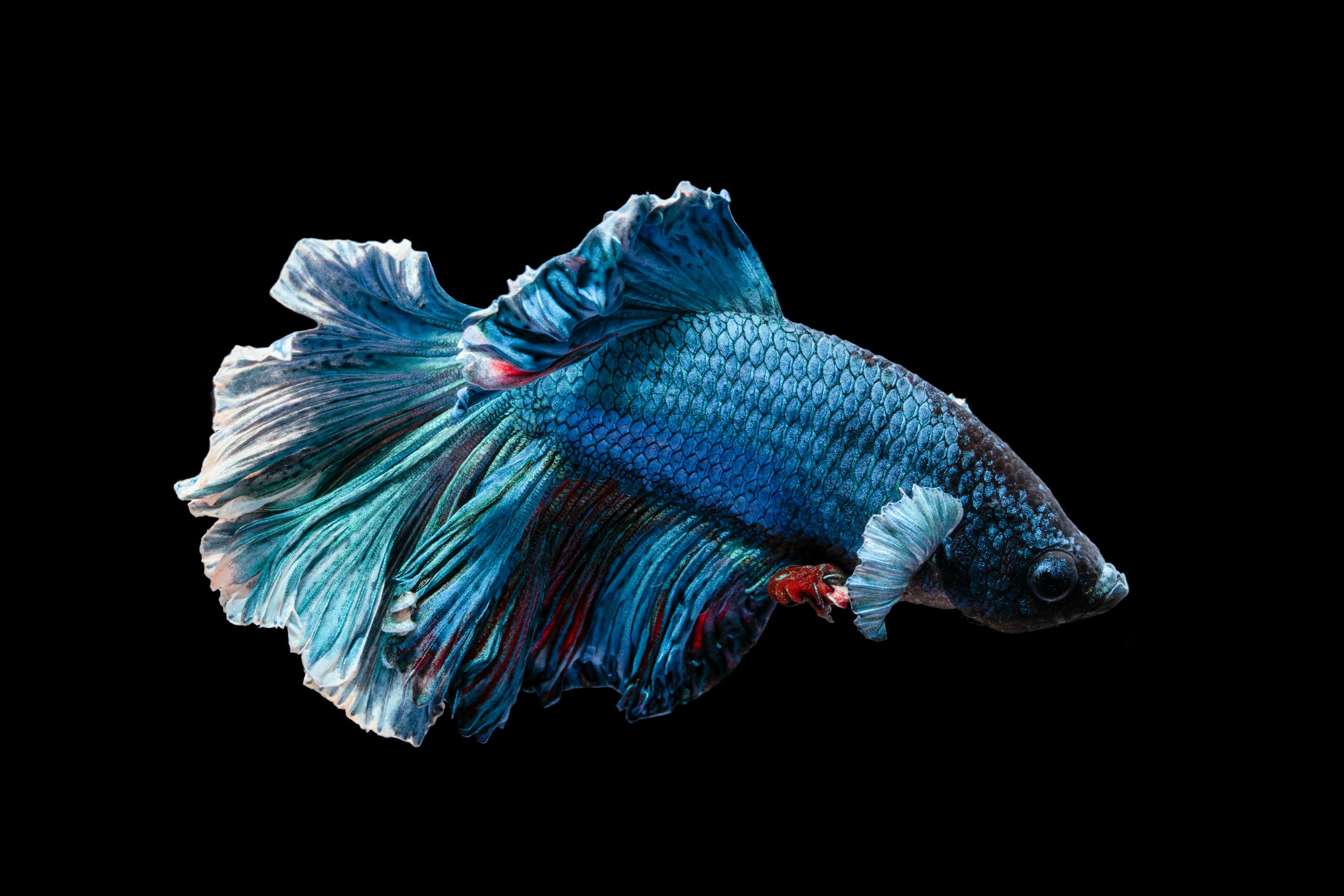 Colorful yet aggressive fish. I’m working on a project to photograph Bettas and this is 2nd one I shoot.