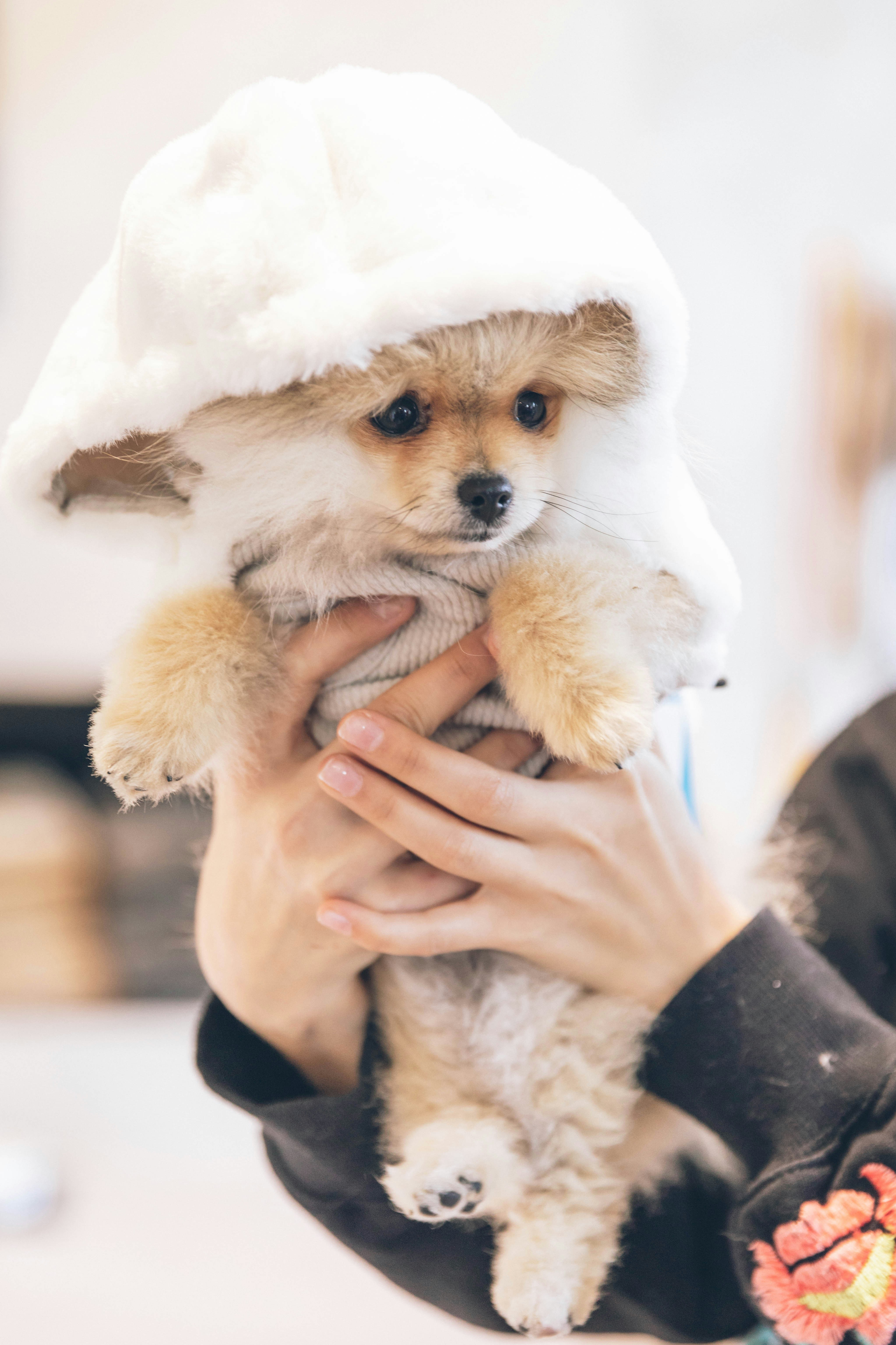 Cute pomeranian puppy dog in winter clothes