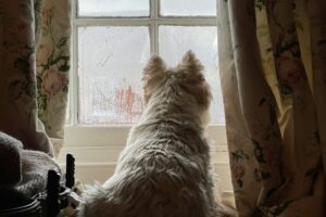 Dog looking out of window