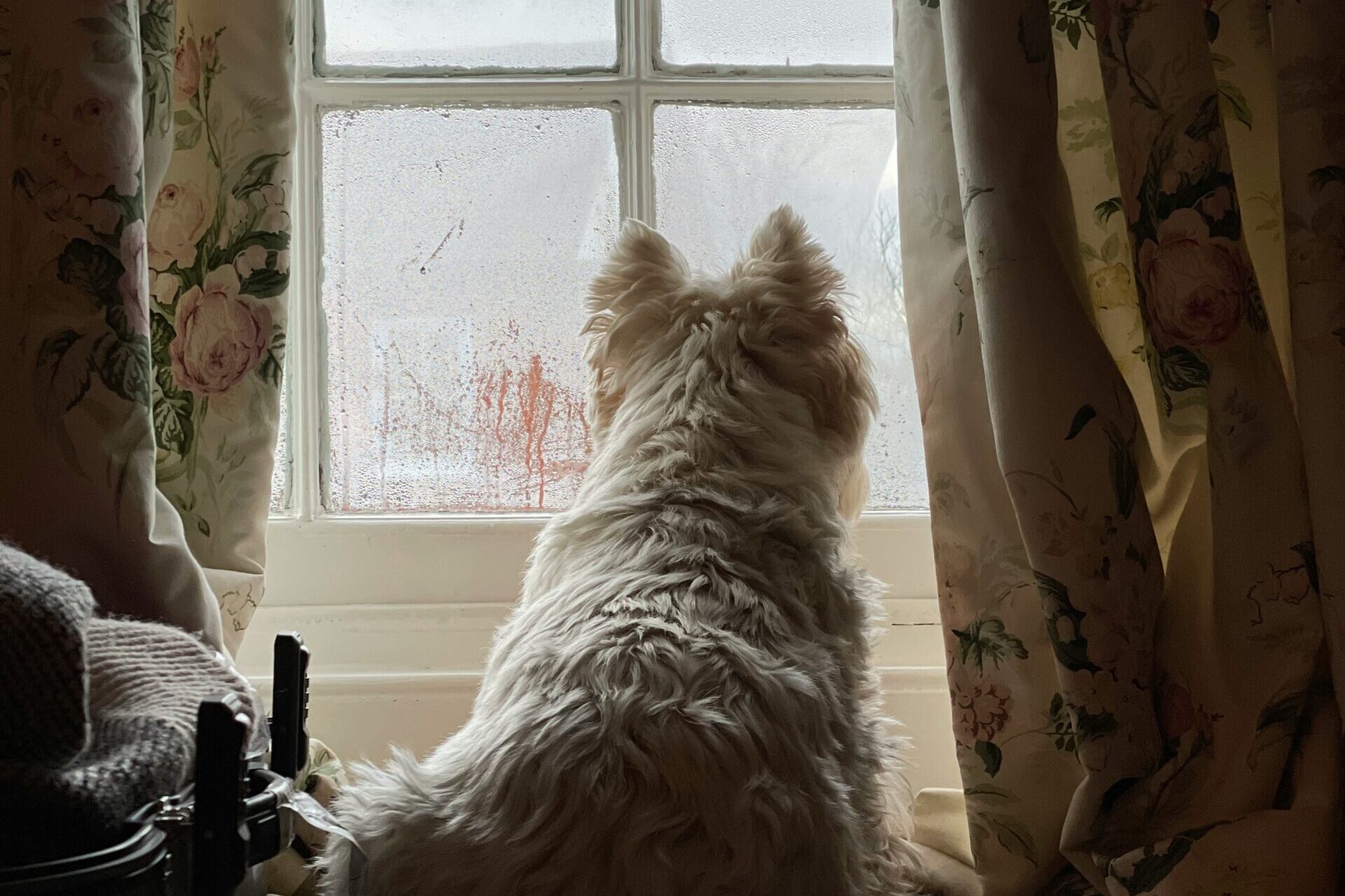 Dog looking out of window