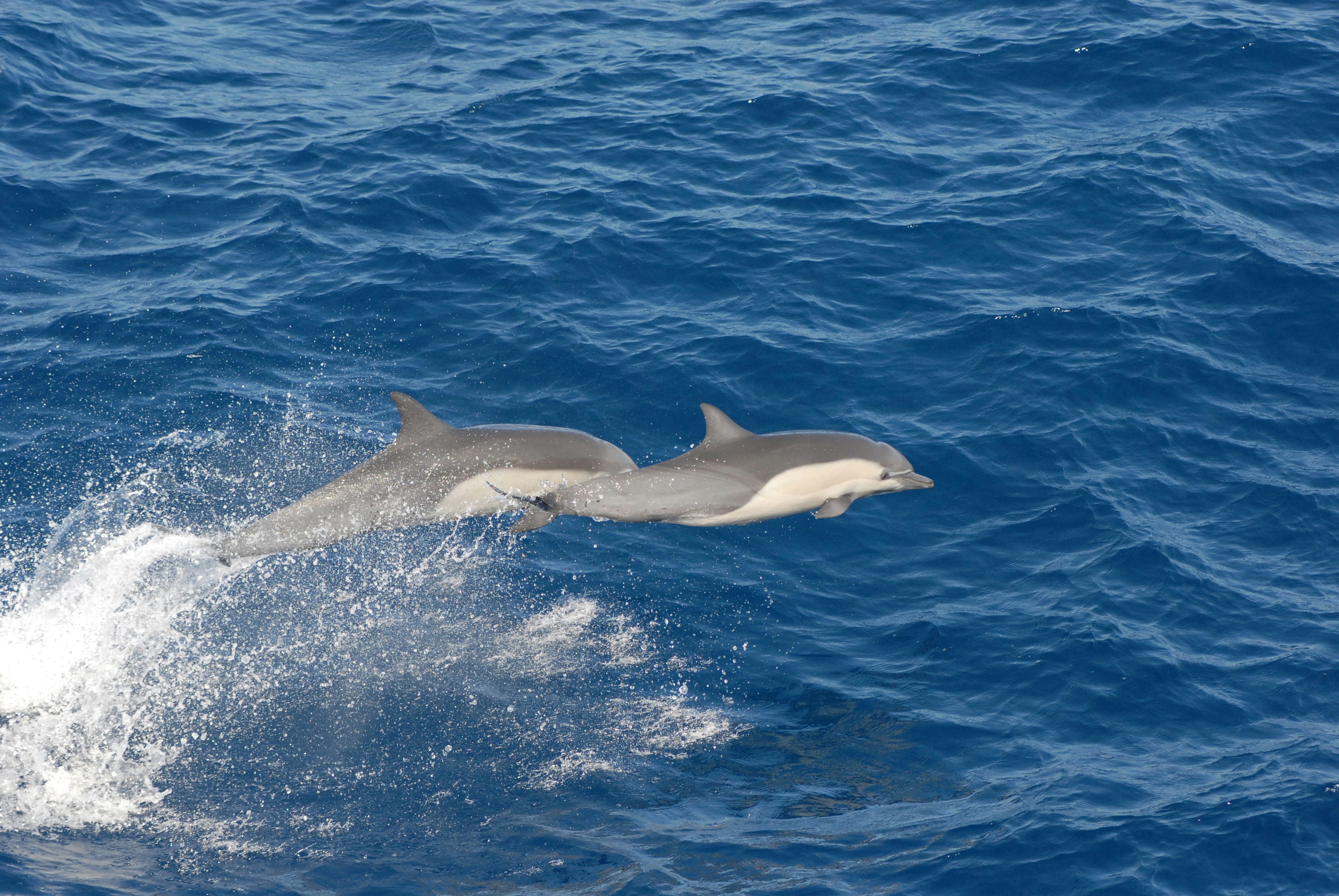 Dolphin.