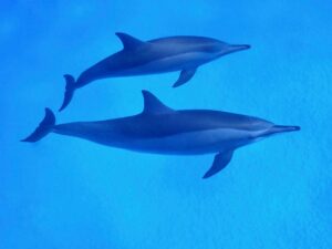 Dolphins at Shaab Sataya, Fury Shoals, Egypt #Egypt #ShaabSataya #DolphinHouse #FuryShoals #RedSea #UWphotos #underwater #uwphotography #ocean #sea #reef