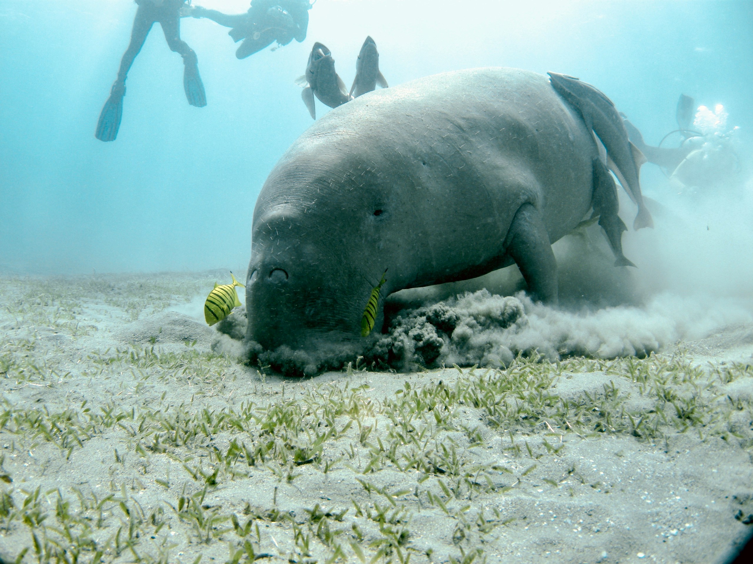 Dugong, Egypt