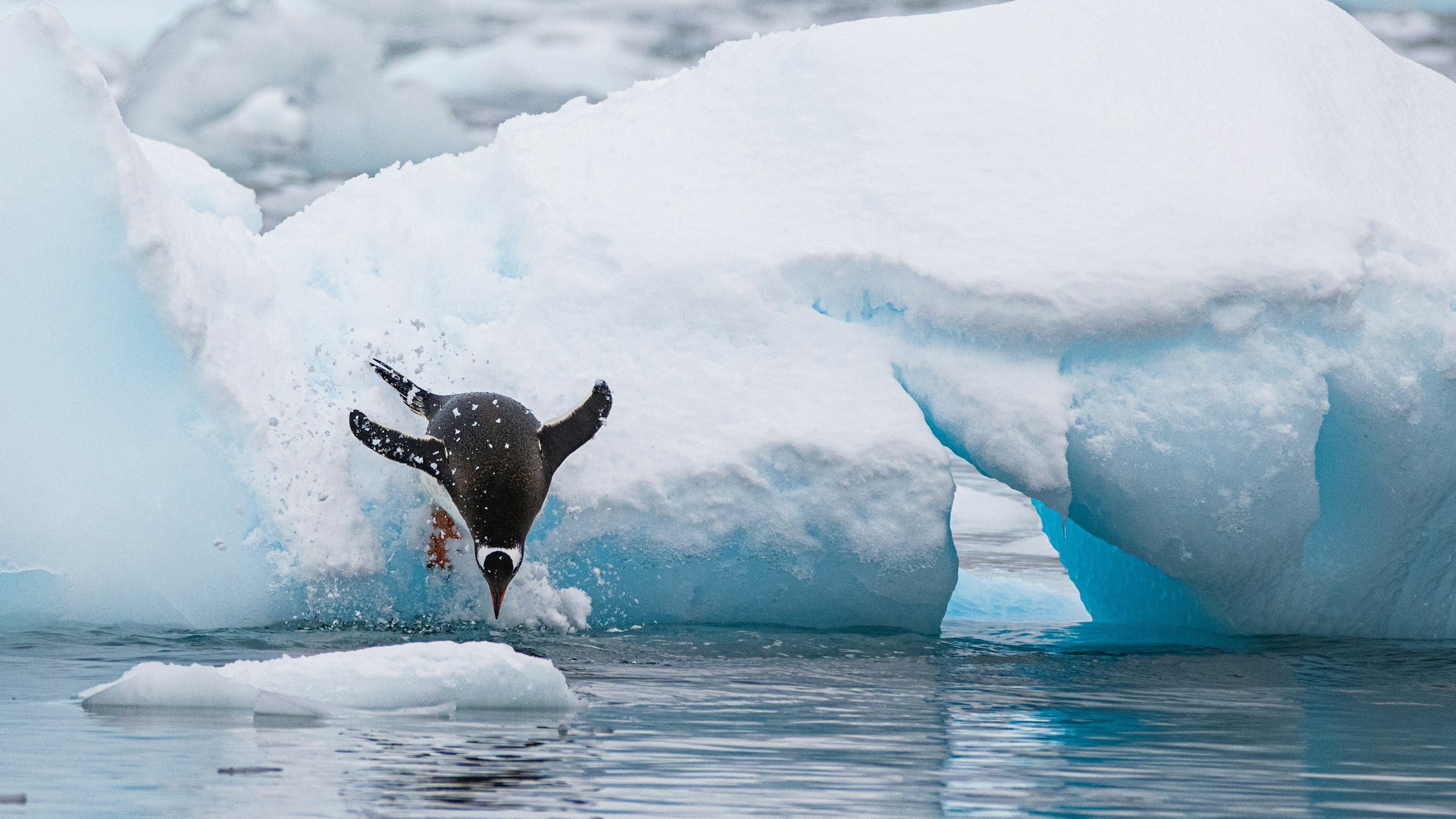 Gentoo penguin diving from an iceberg