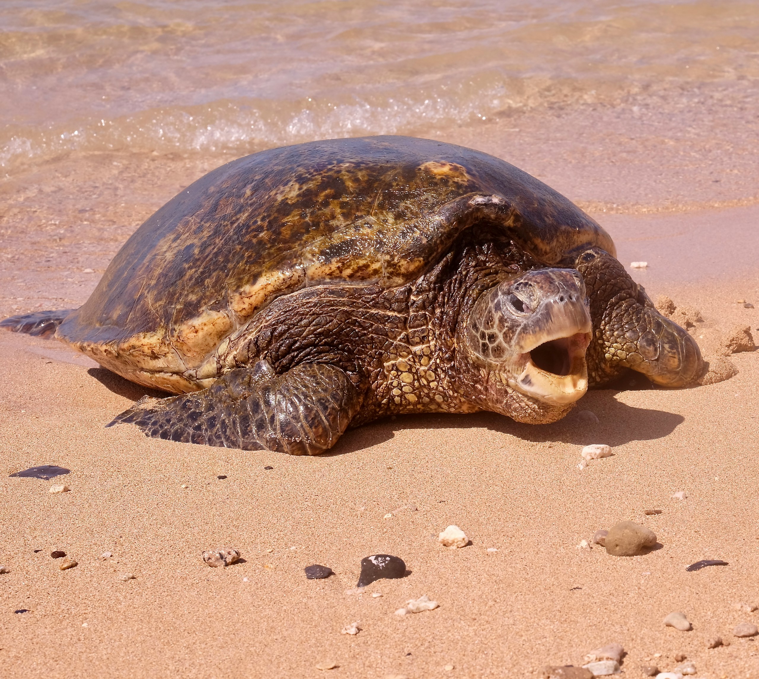 Green Sea Turtle, Maui