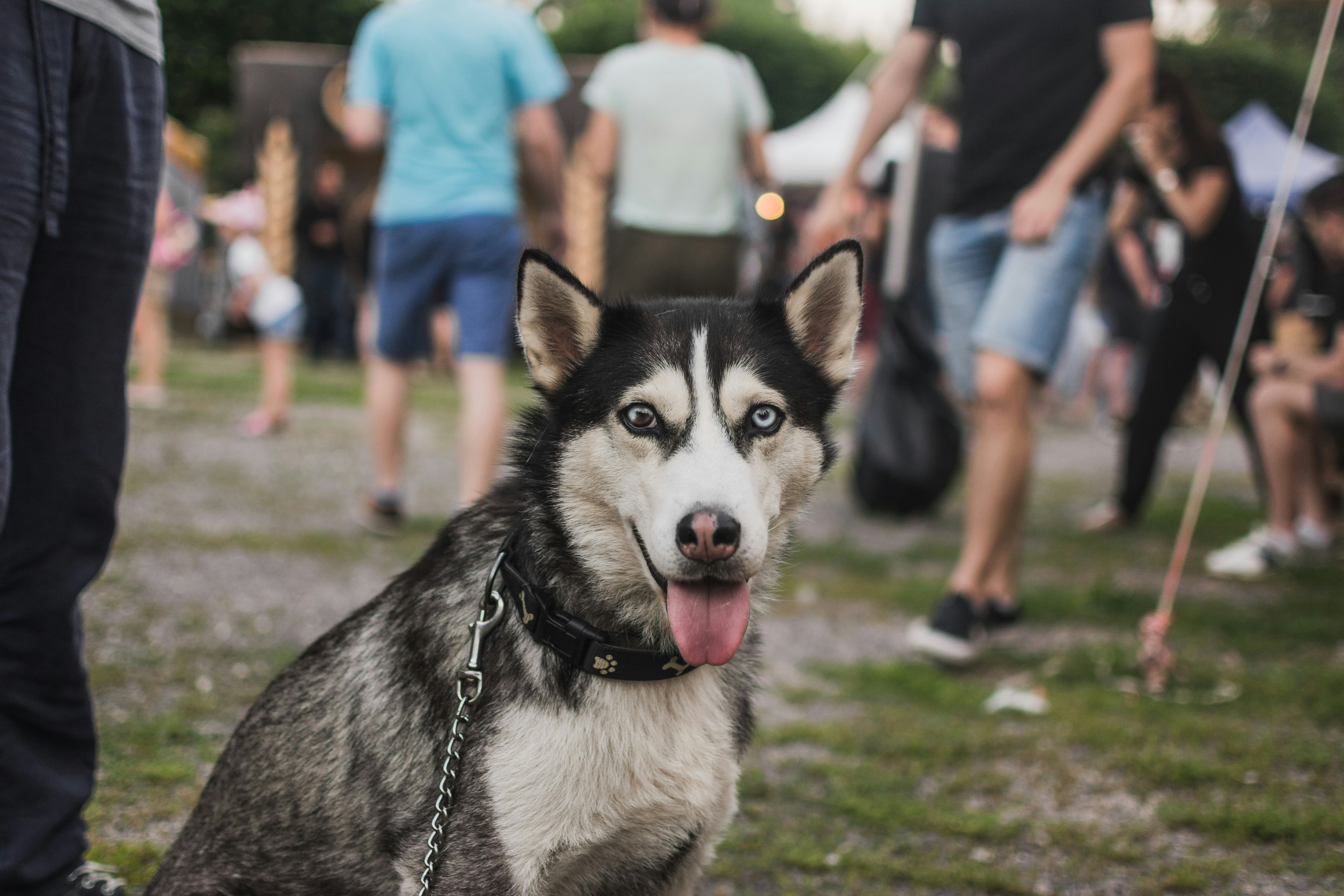 I was photographer at a festival in my town and I saw this dog. I loved his eyes and he looked beautiful, so I took a photo of him.