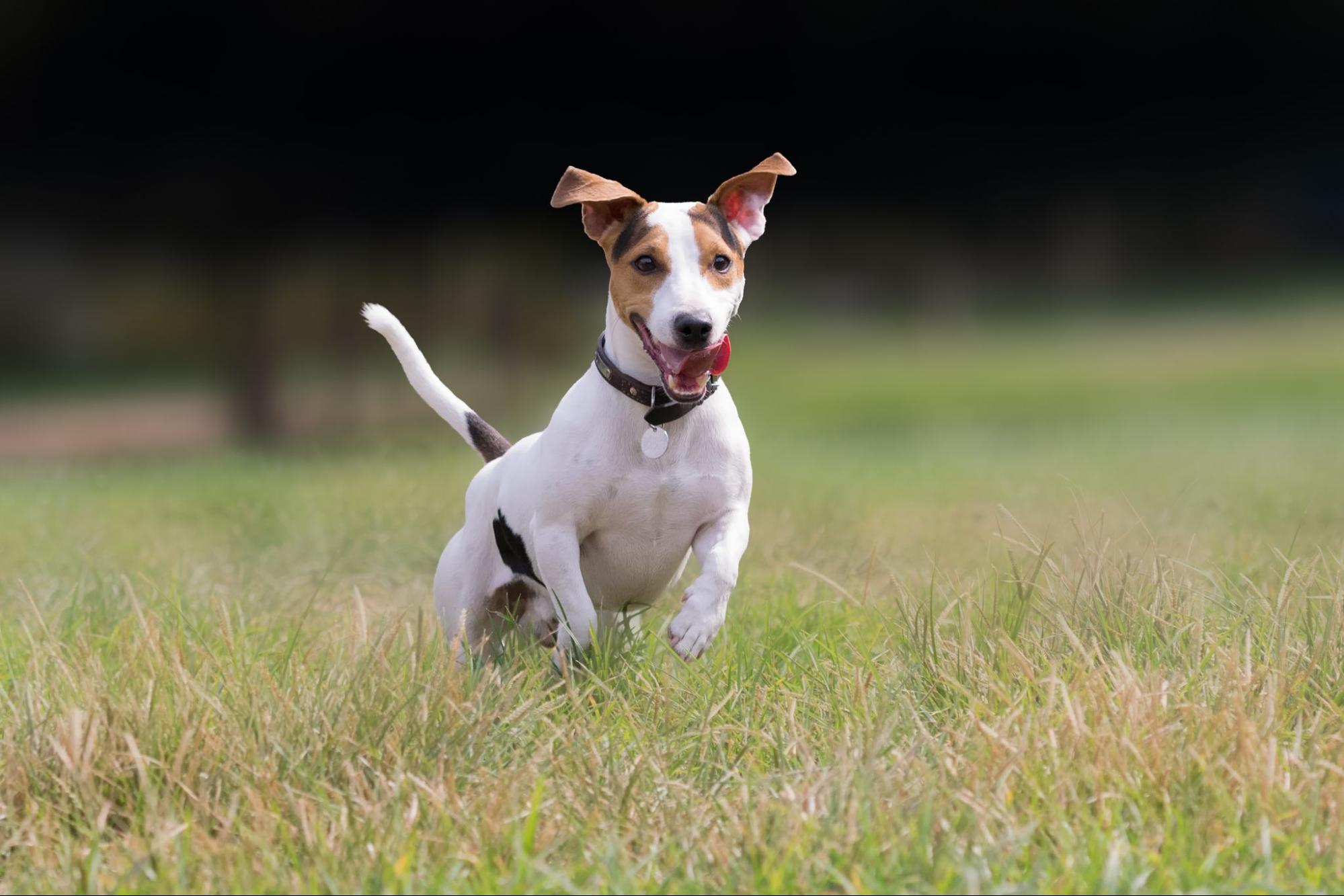 【23区西部エリア】愛犬とのお出かけにおすすめ