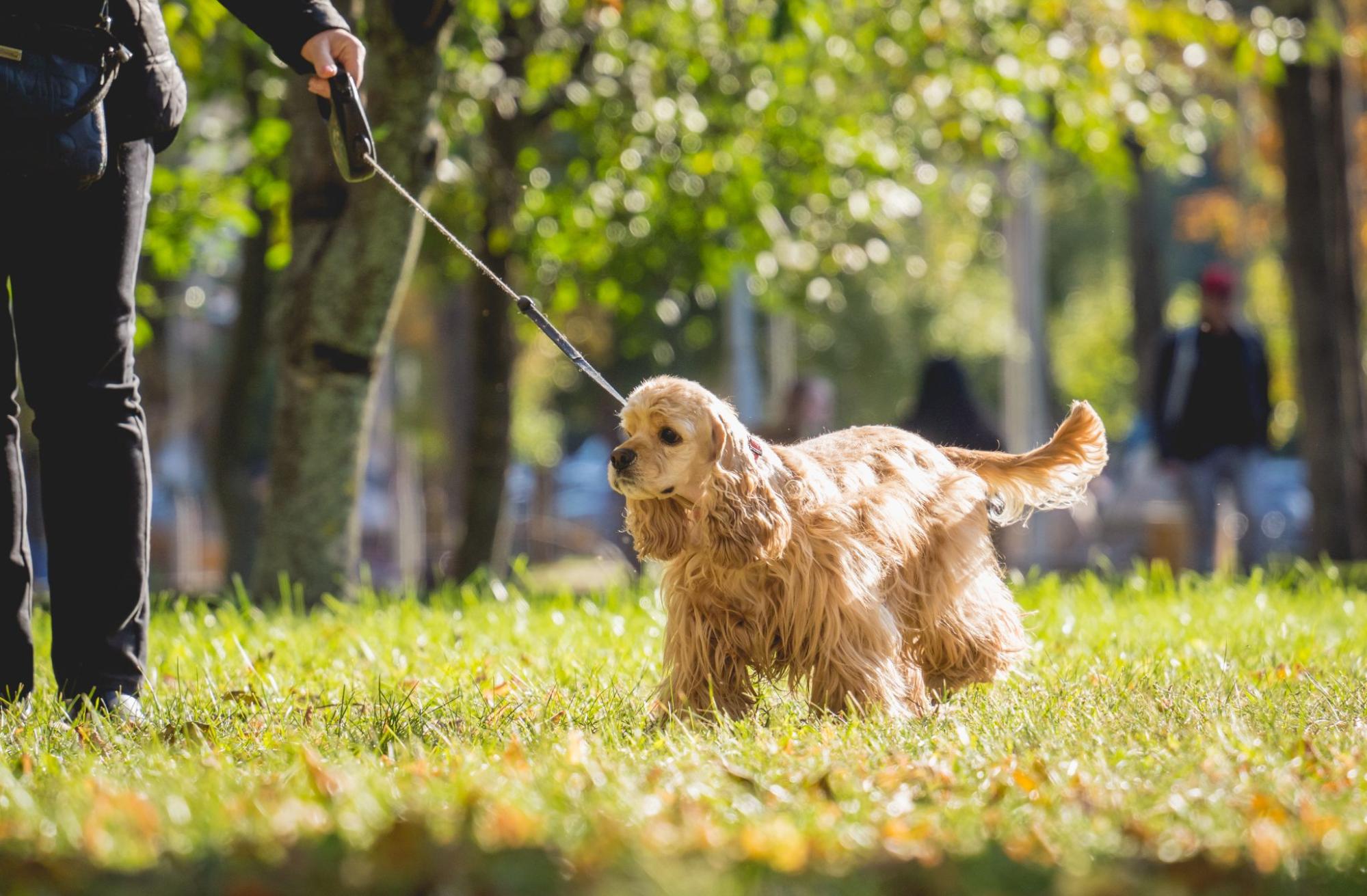 【関東甲信越】シルバーウィークに行きたい！犬・猫などペットと泊まれるホテル10選