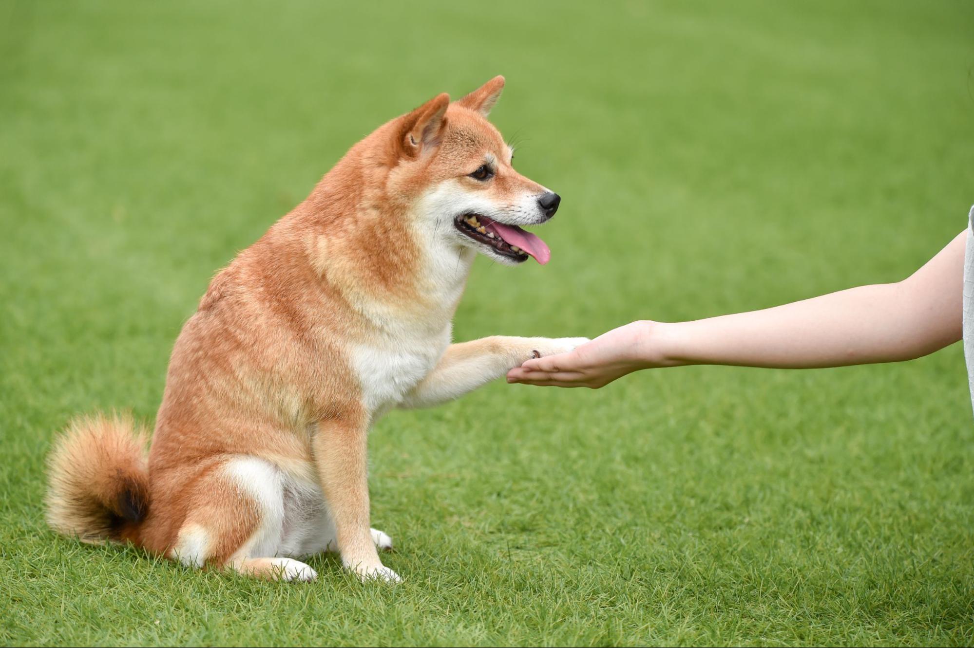 【都心エリア】都会でも自由に走らせたい