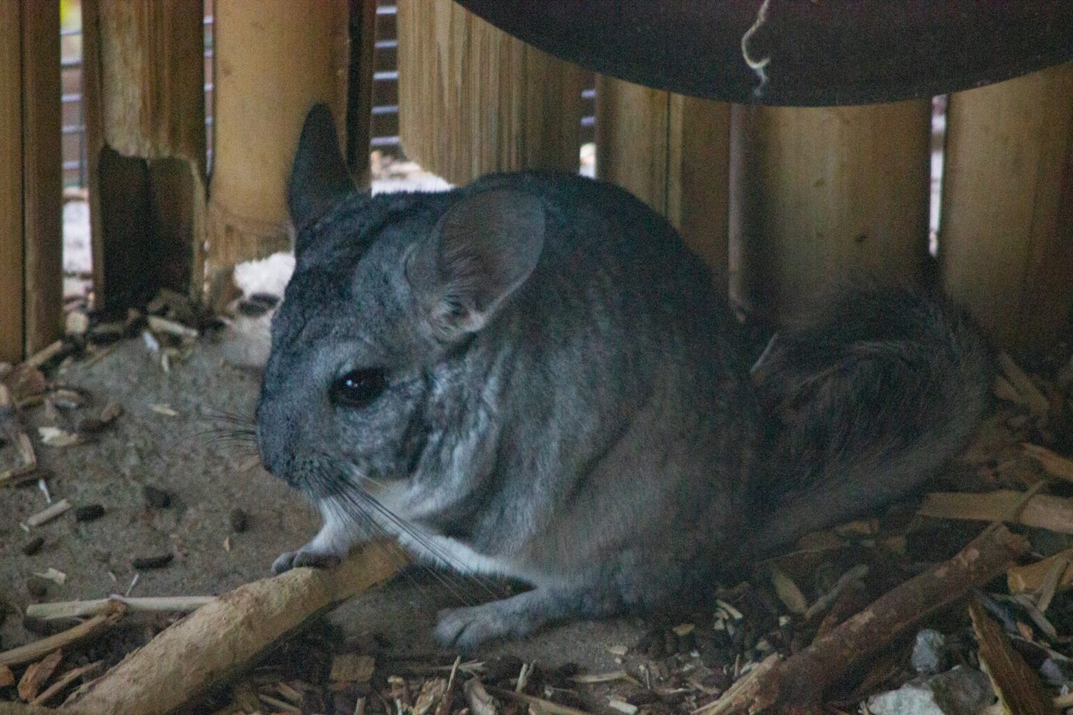 De chincilla (Chinchilla lanigera) | Knaagdier uit de familie wolmuizen
